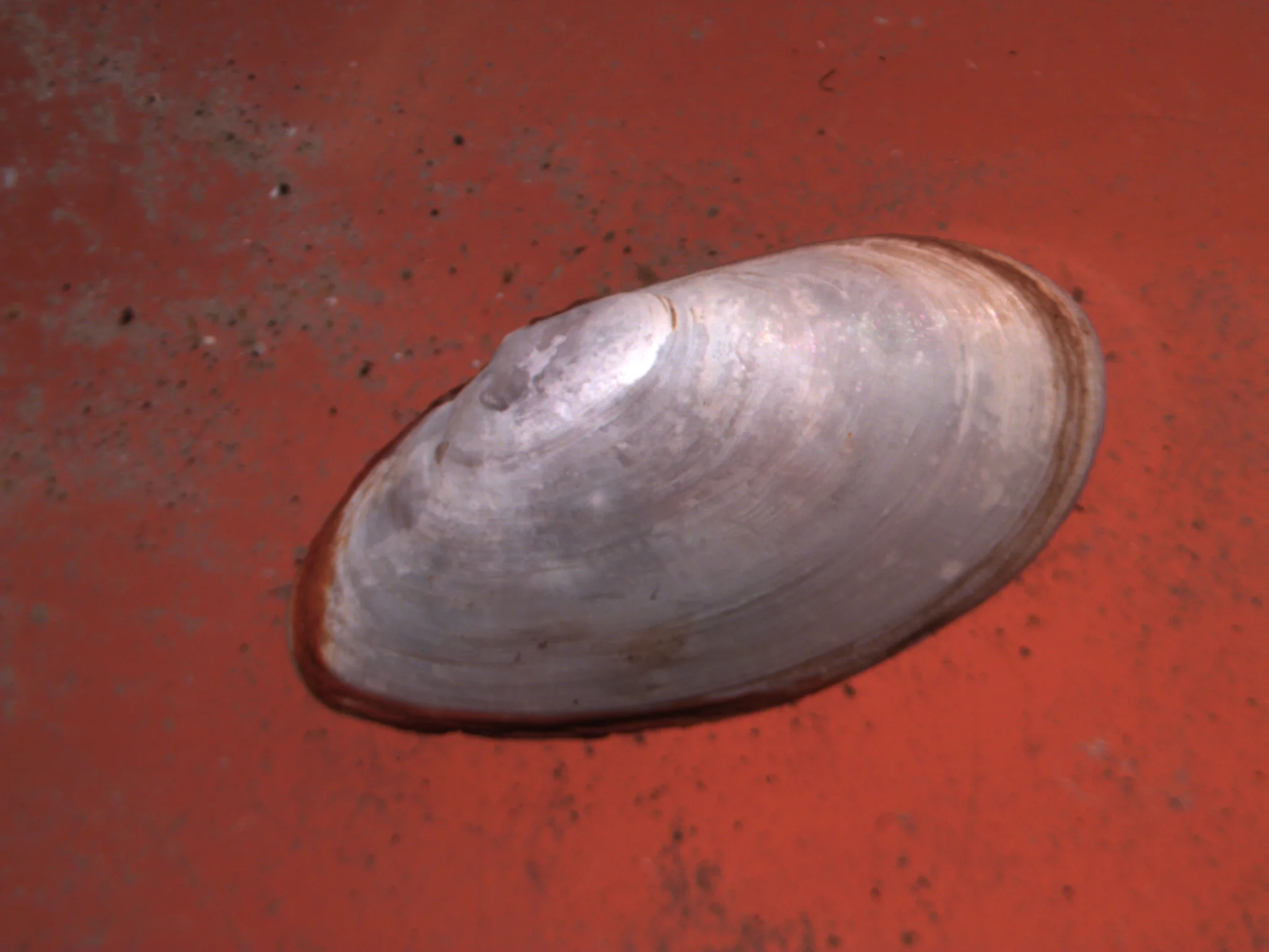 Abra prismatica