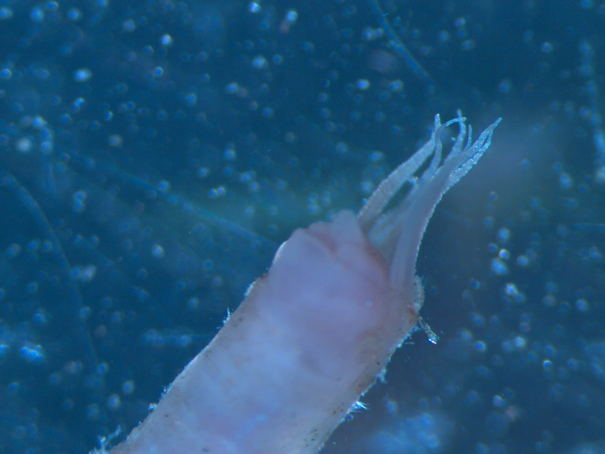 Ampharetidae sp