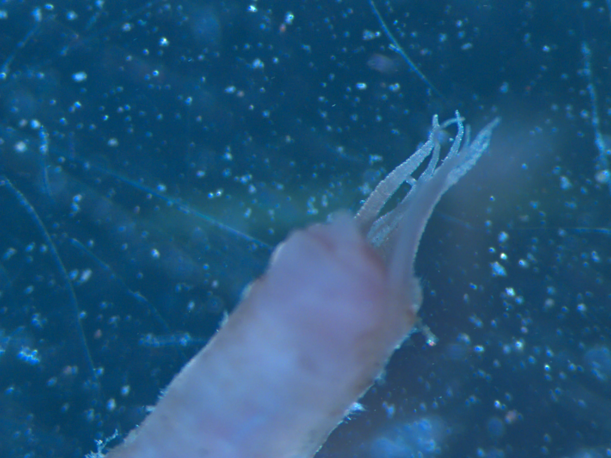Ampharetidae sp
