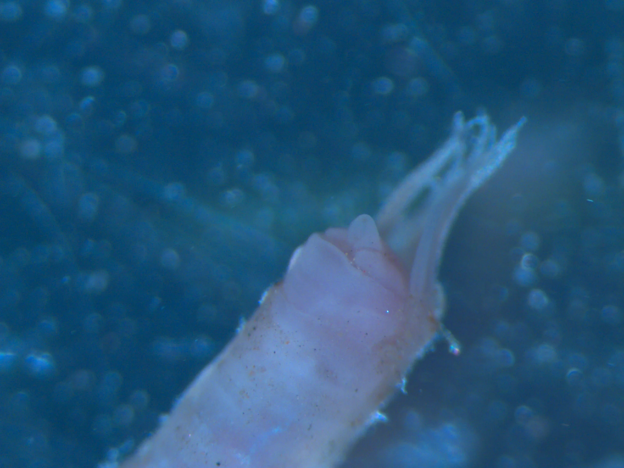 Ampharetidae sp