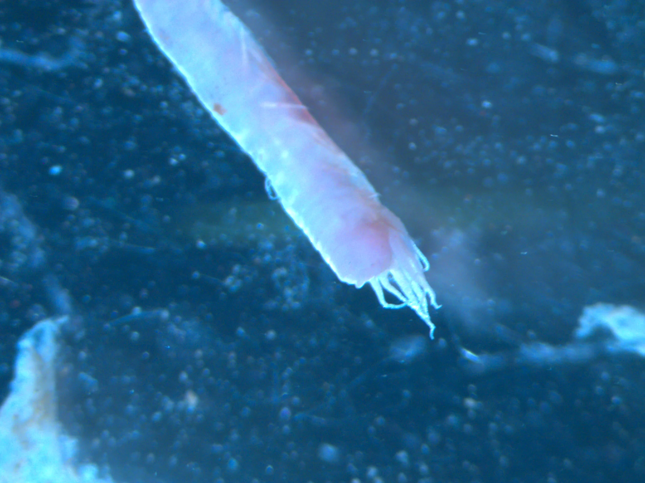 Ampharetidae sp