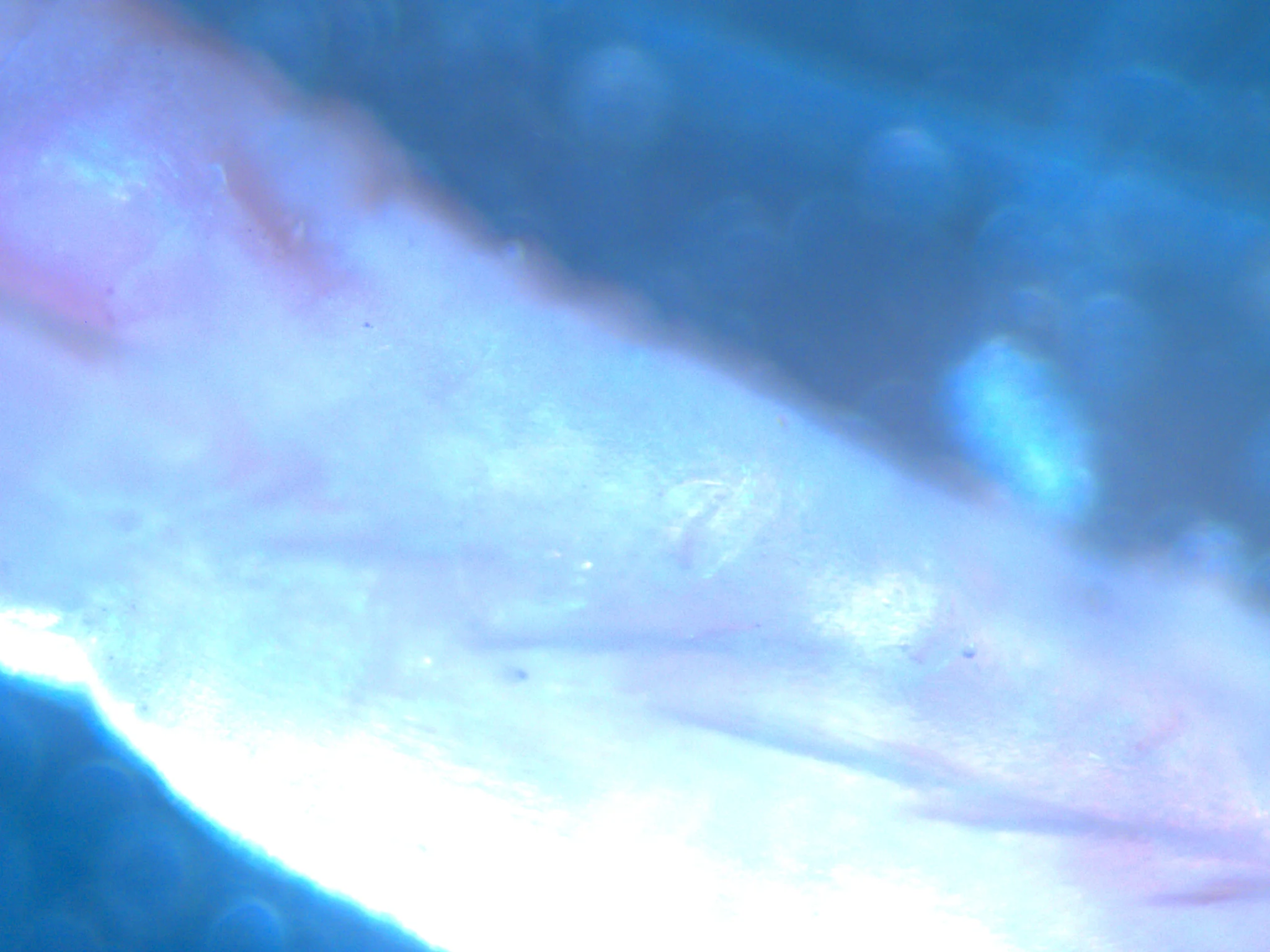 Ampharetidae sp