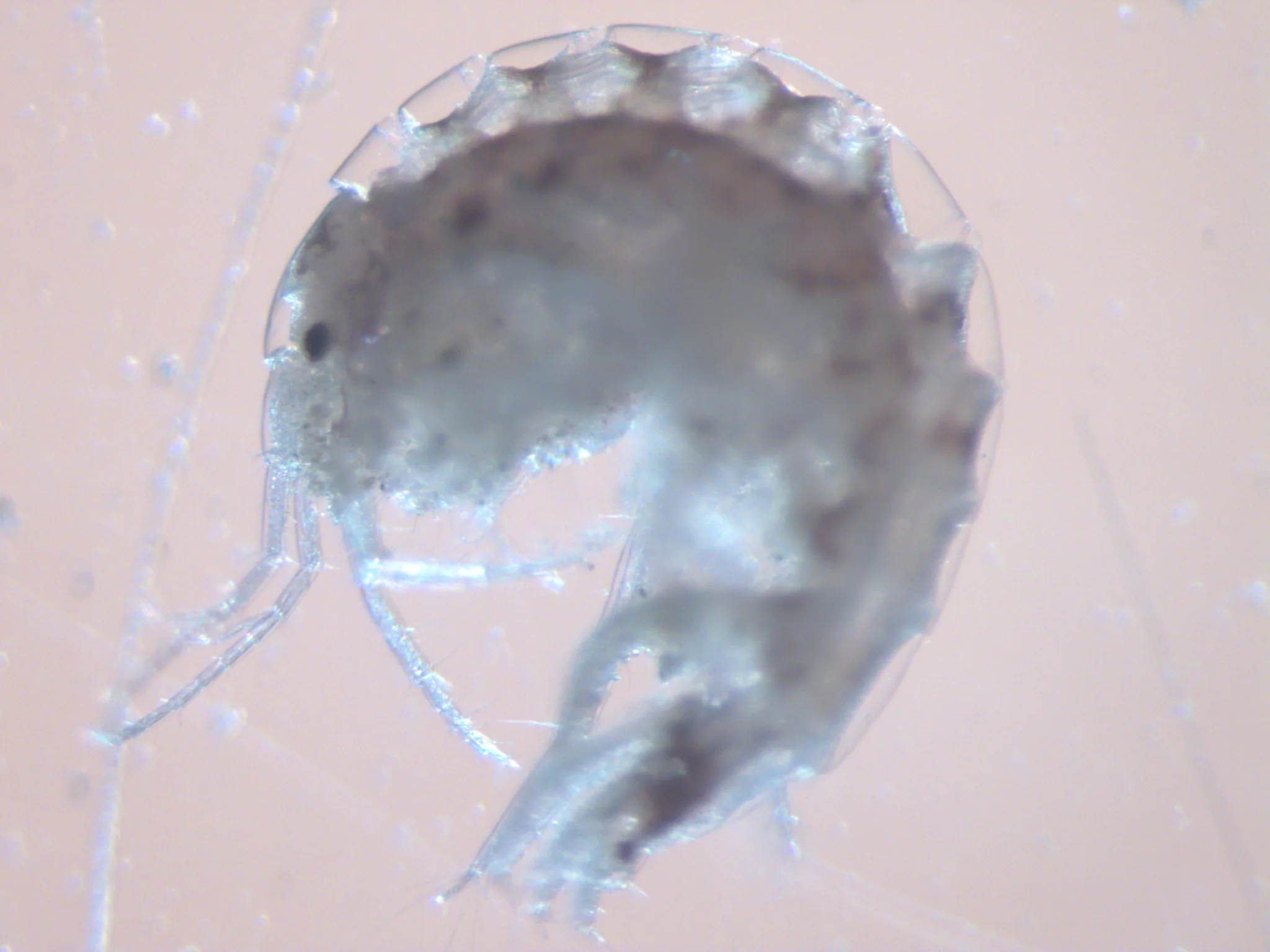 amphipoda