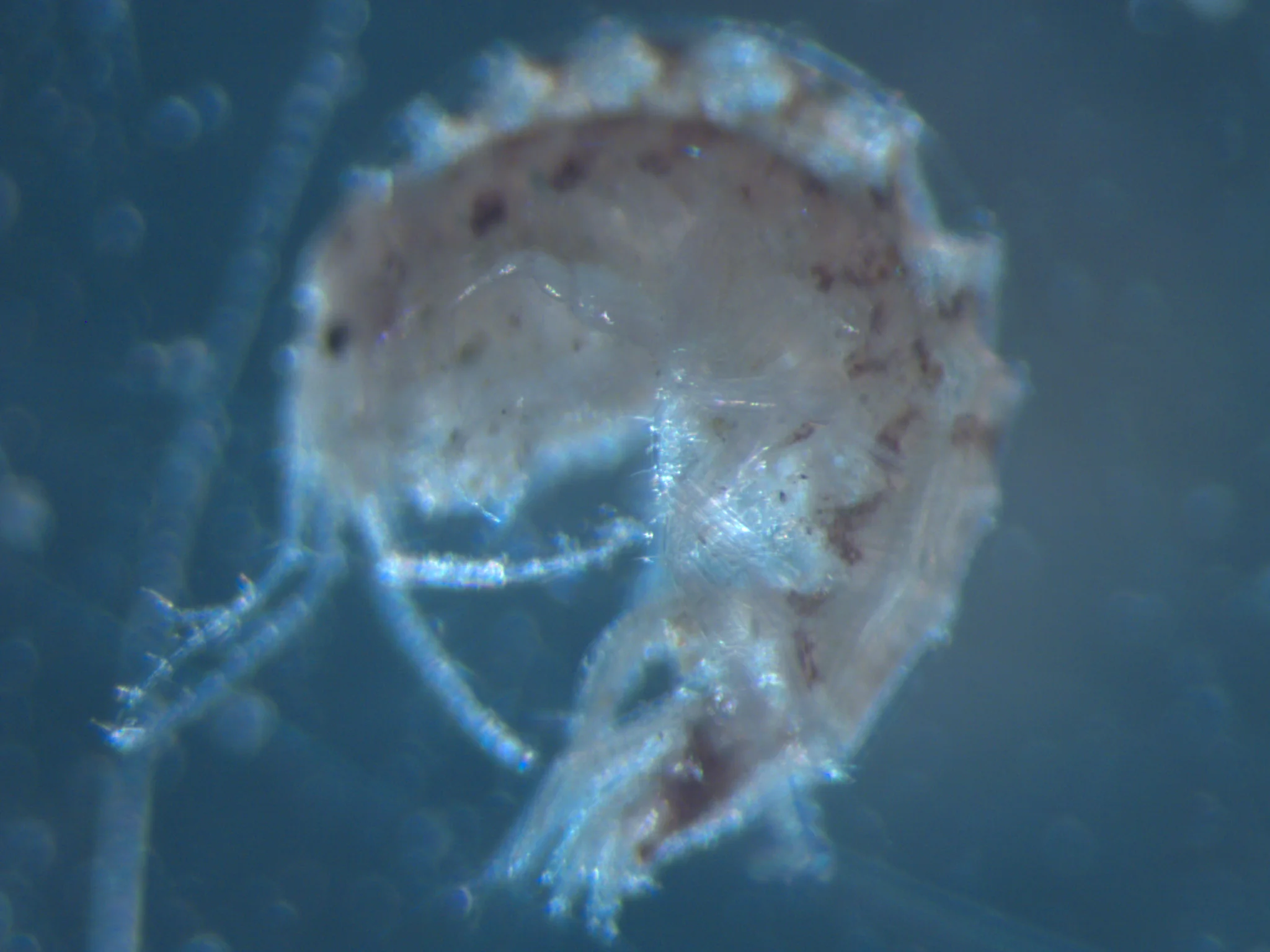 amphipoda