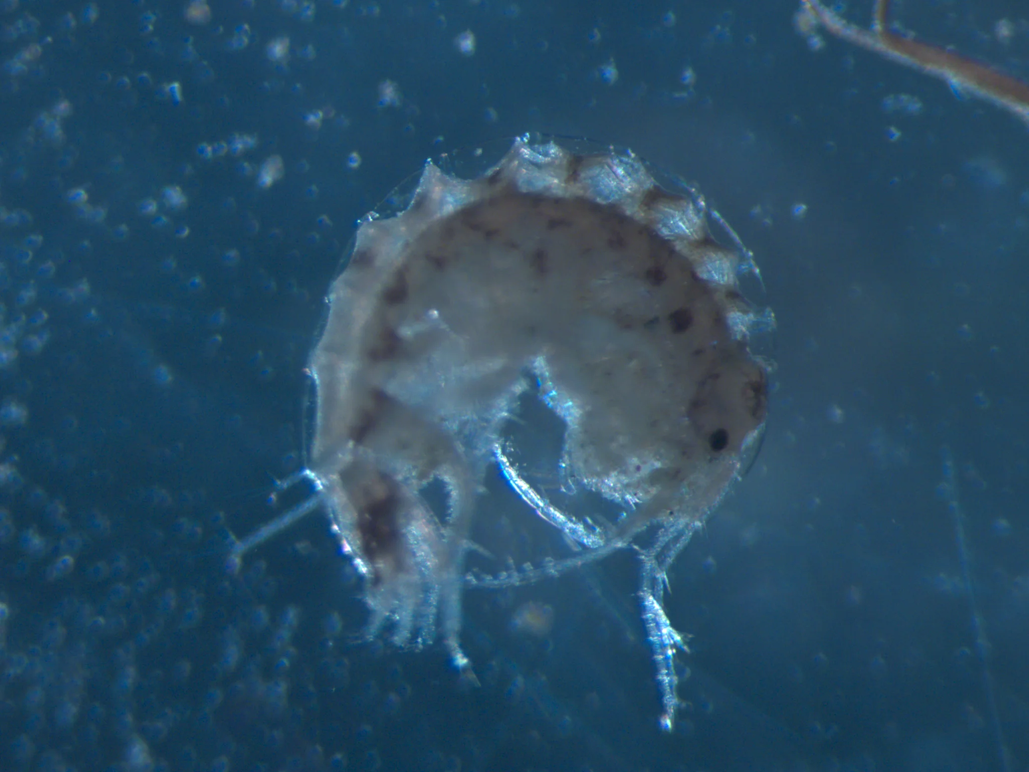 amphipoda