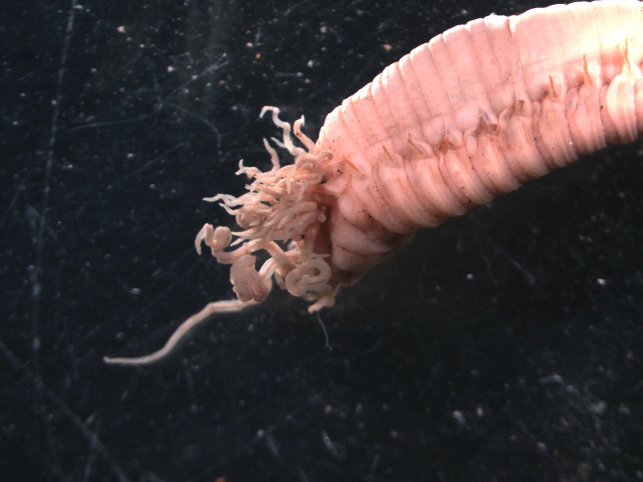 Amphitrite cirrata
