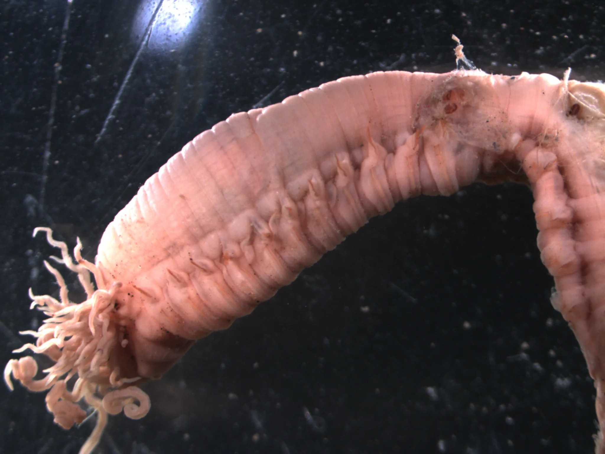 Amphitrite cirrata