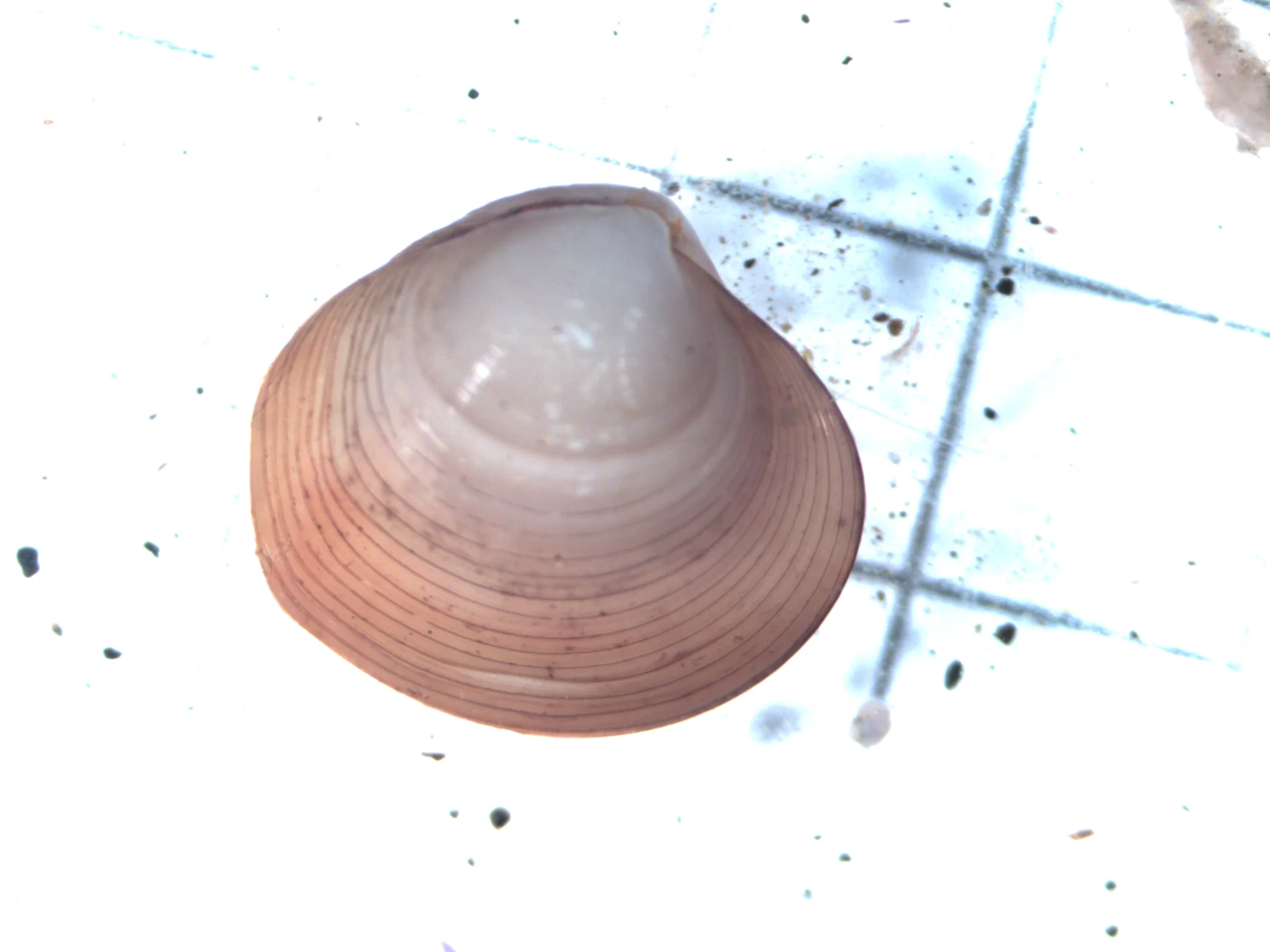 Arctica islandica