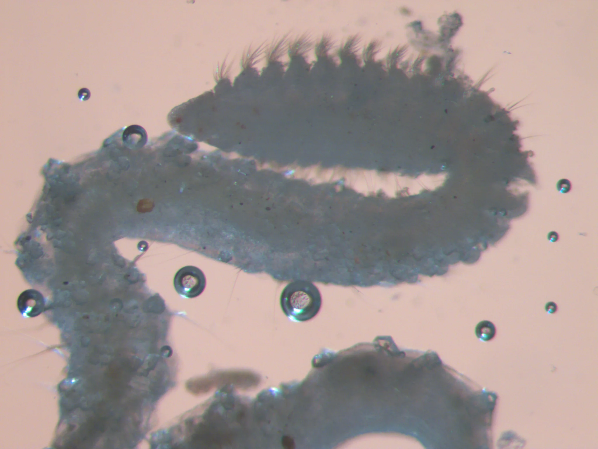 Aricidea suecica