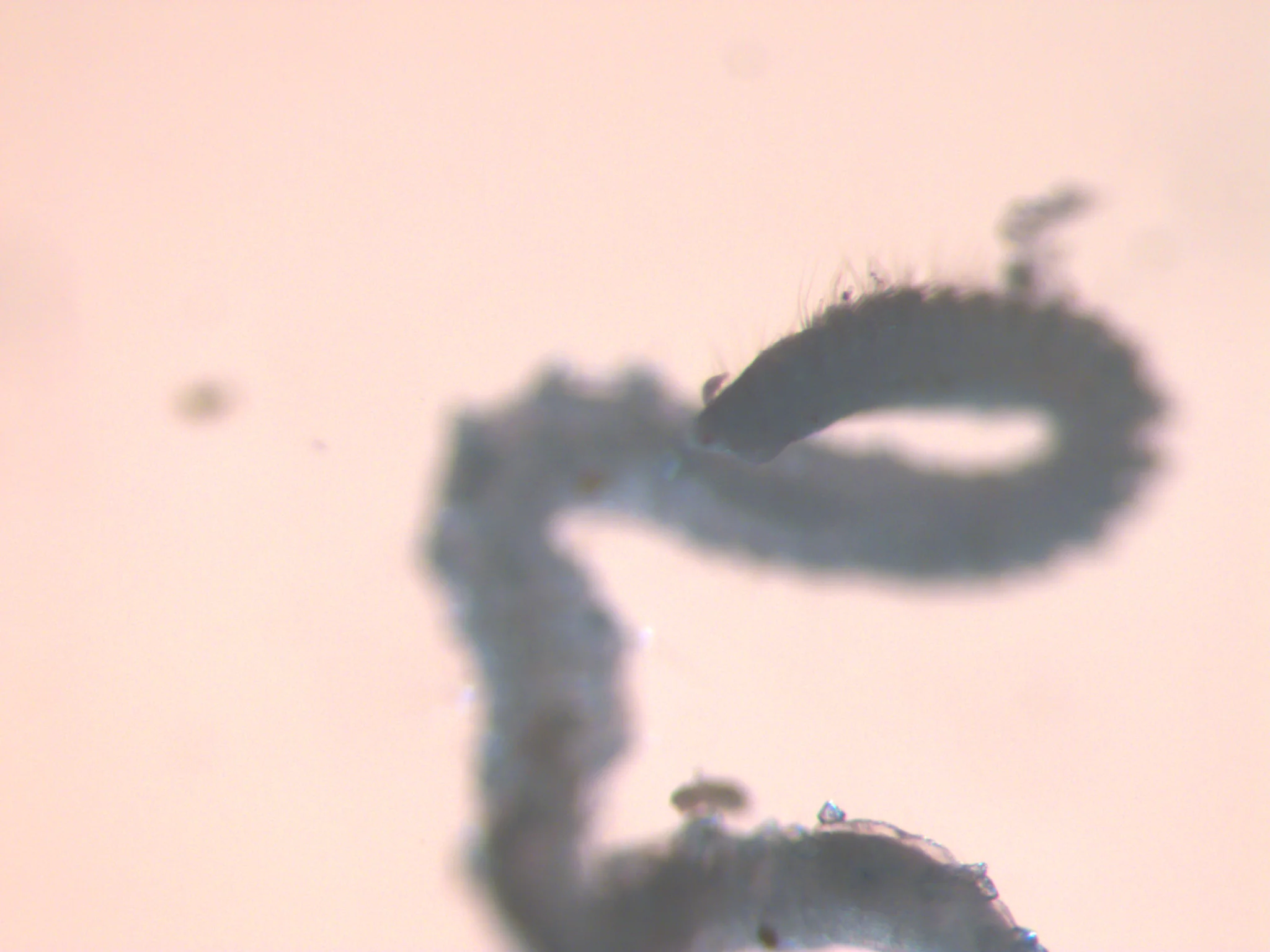 Aricidea suecica