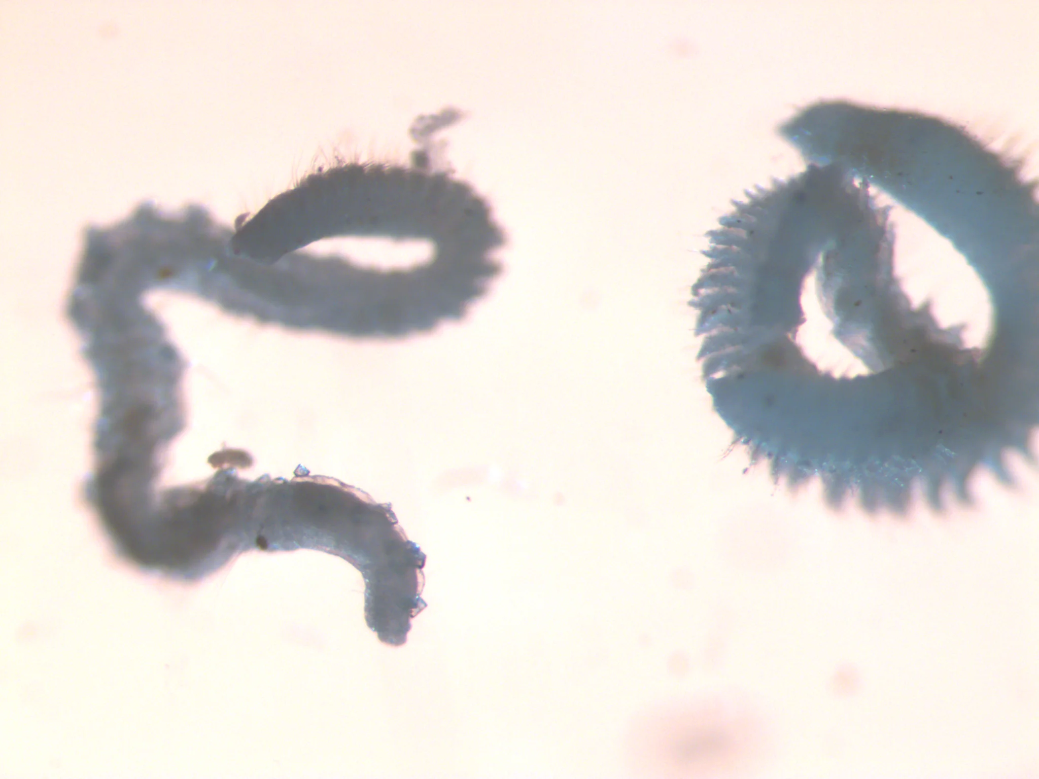 Aricidea suecica