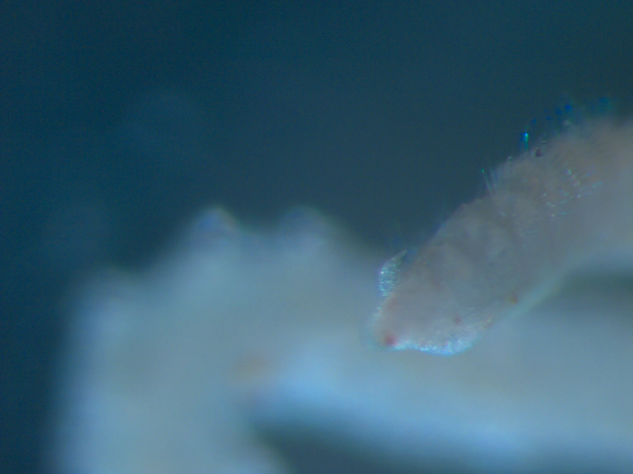 Aricidea suecica