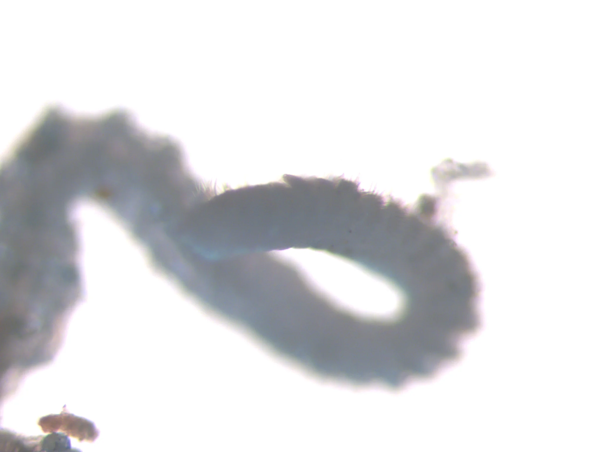 Aricidea suecica