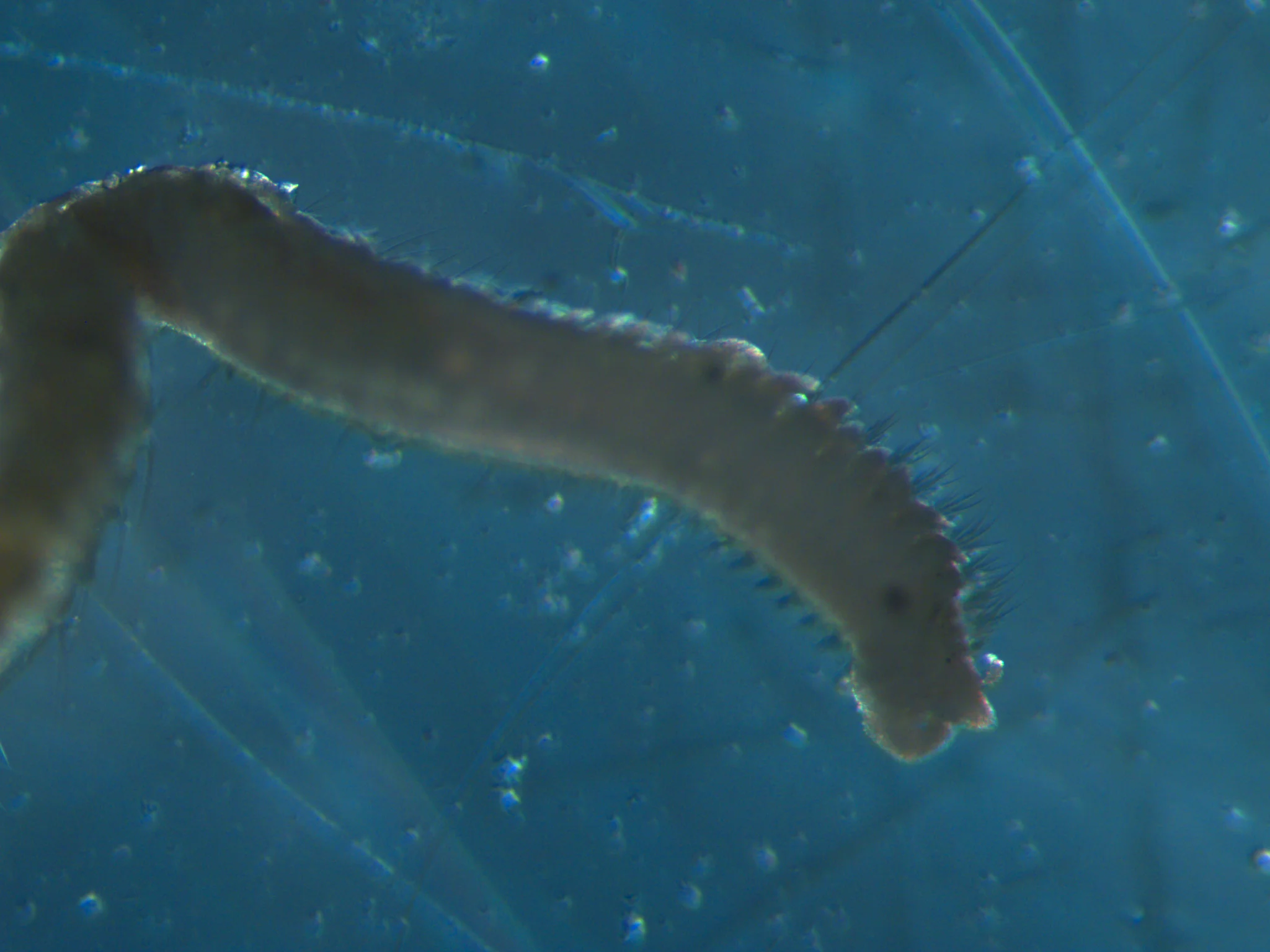 Aricidea suecica