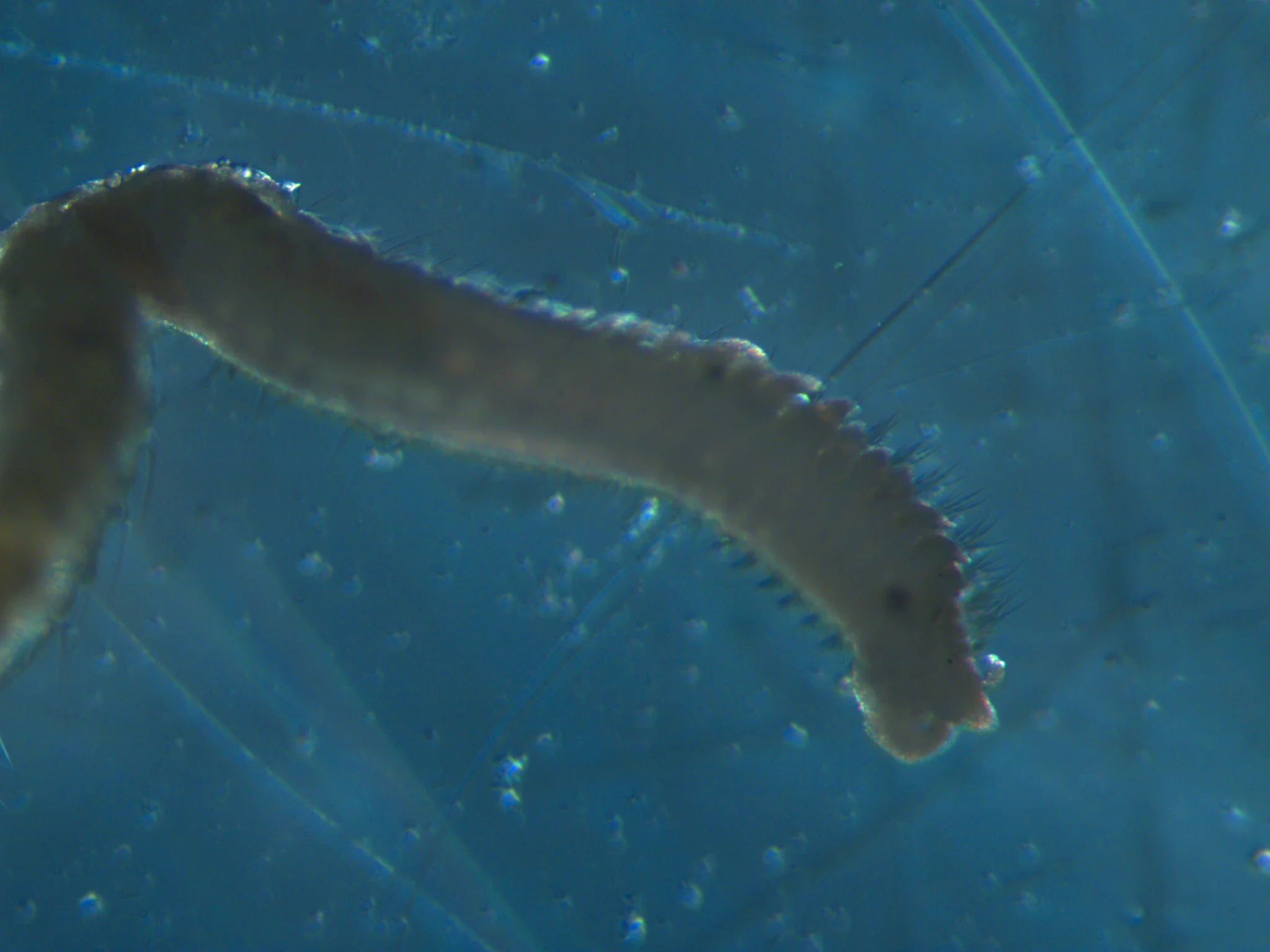 Aricidea suecica