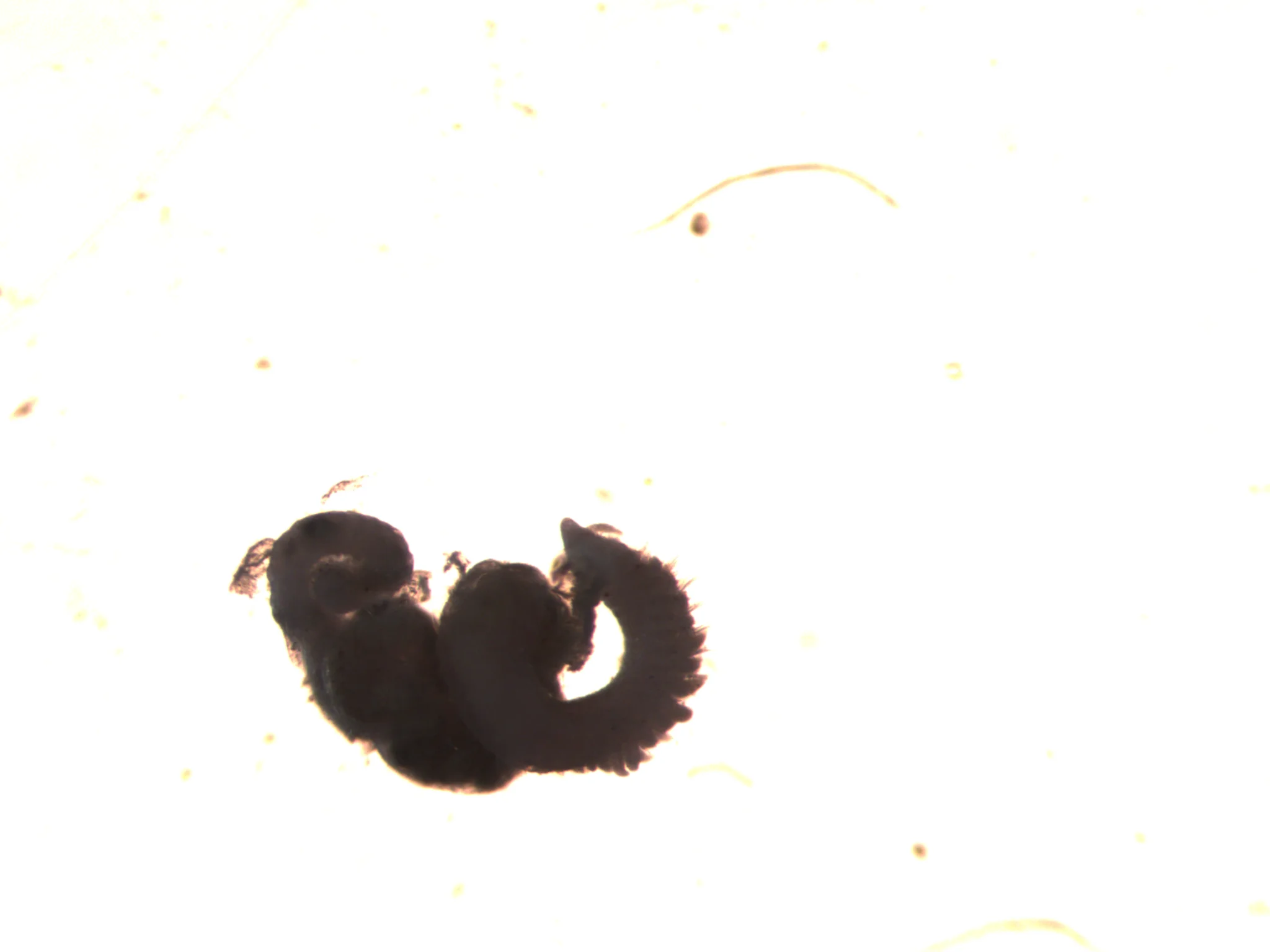 Aricidea suecica