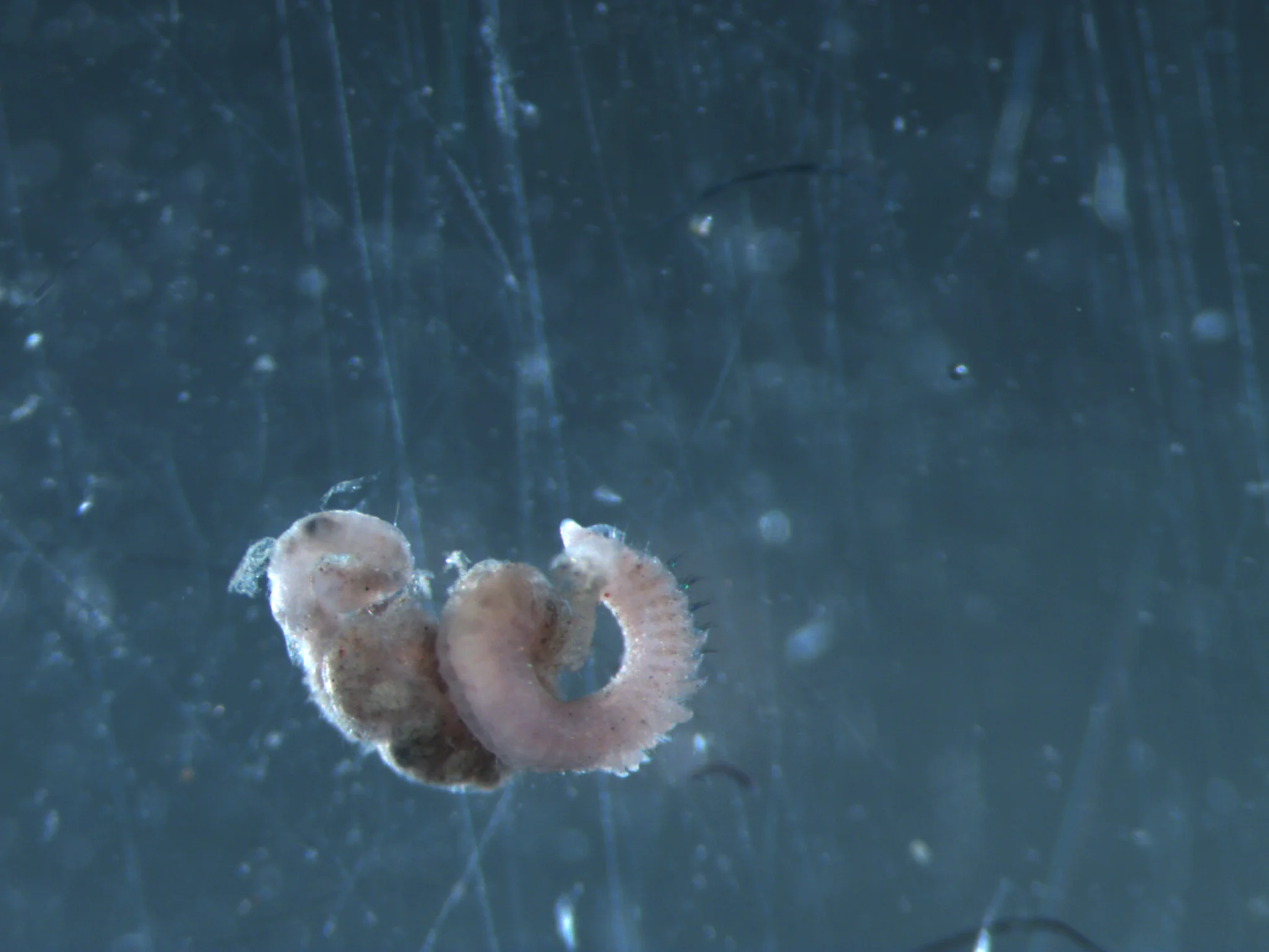 Aricidea suecica