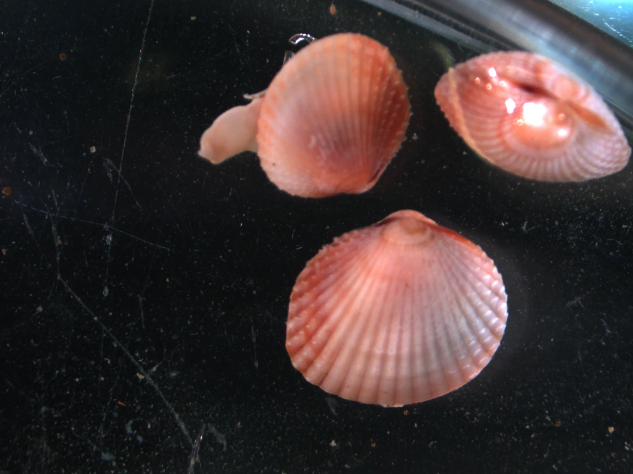 Cerastoderma ovale