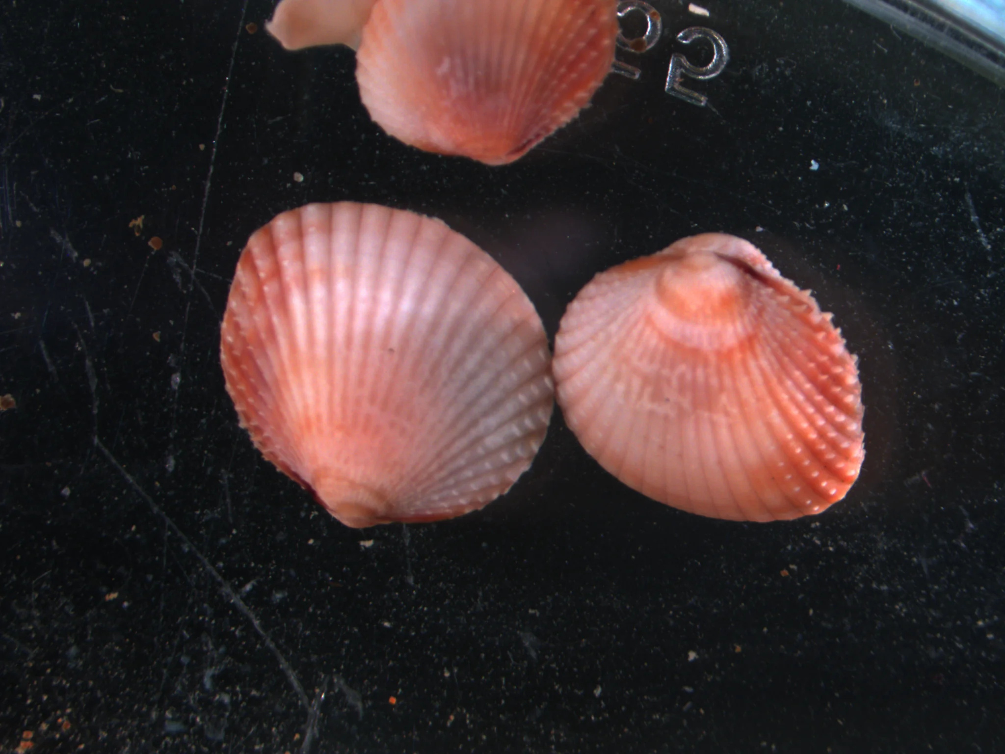 Cerastoderma ovale