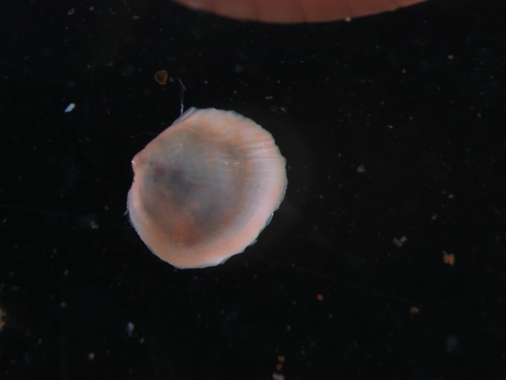 Cerastoderma ovale