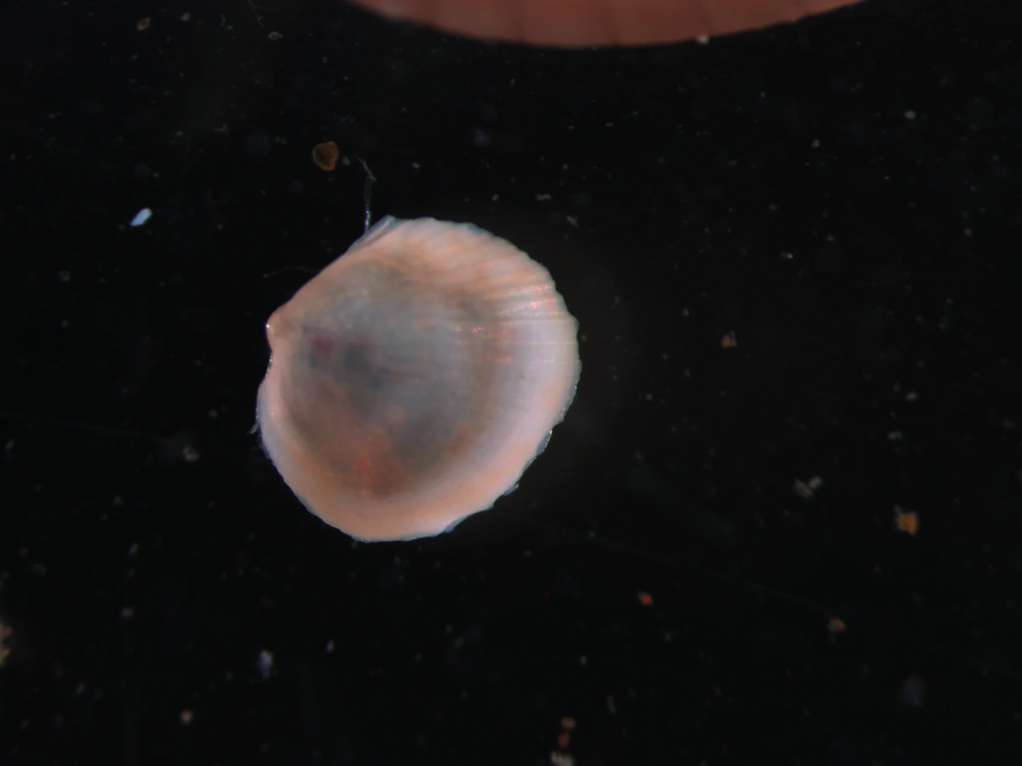 Cerastoderma ovale
