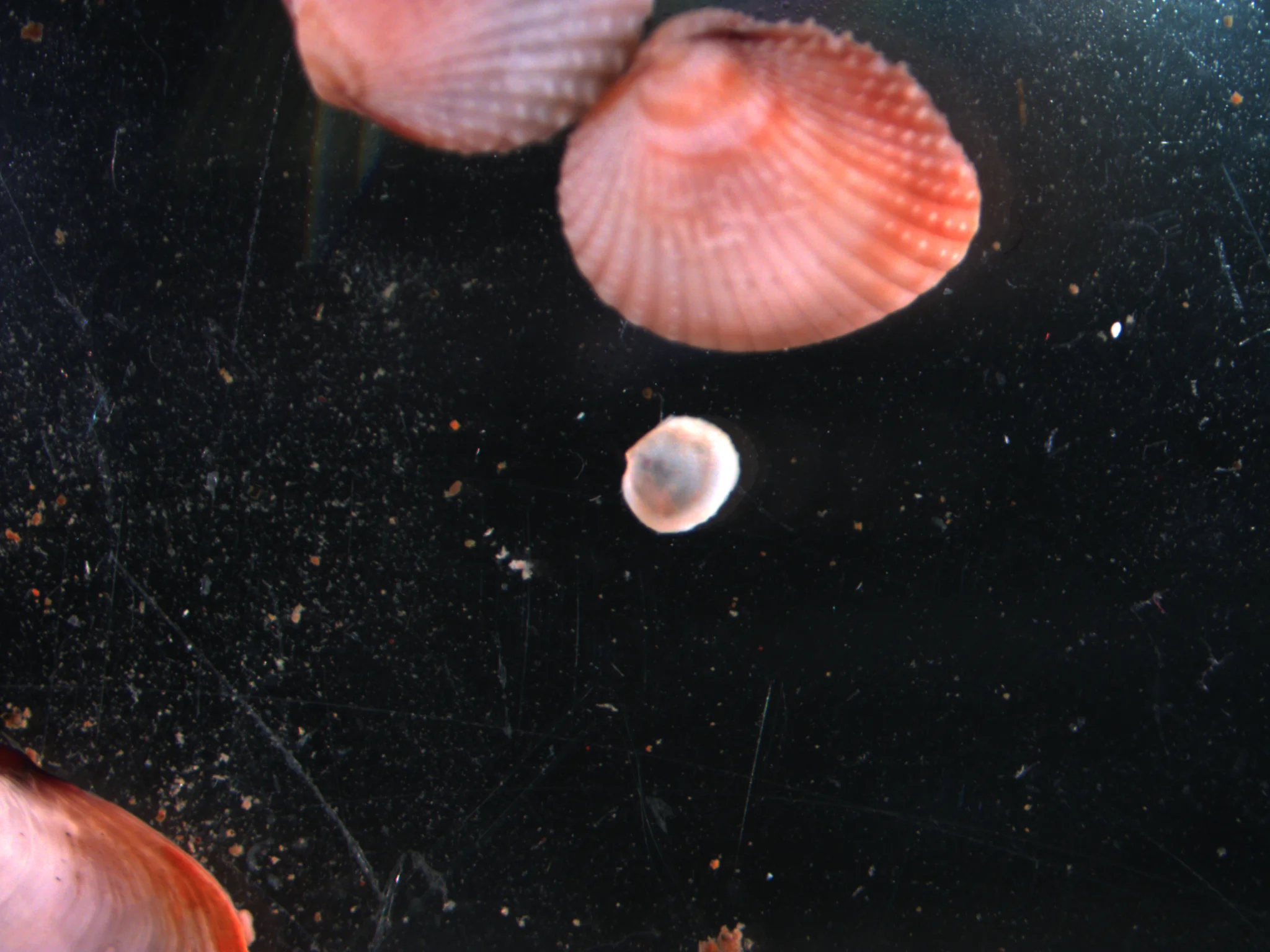 Cerastoderma ovale