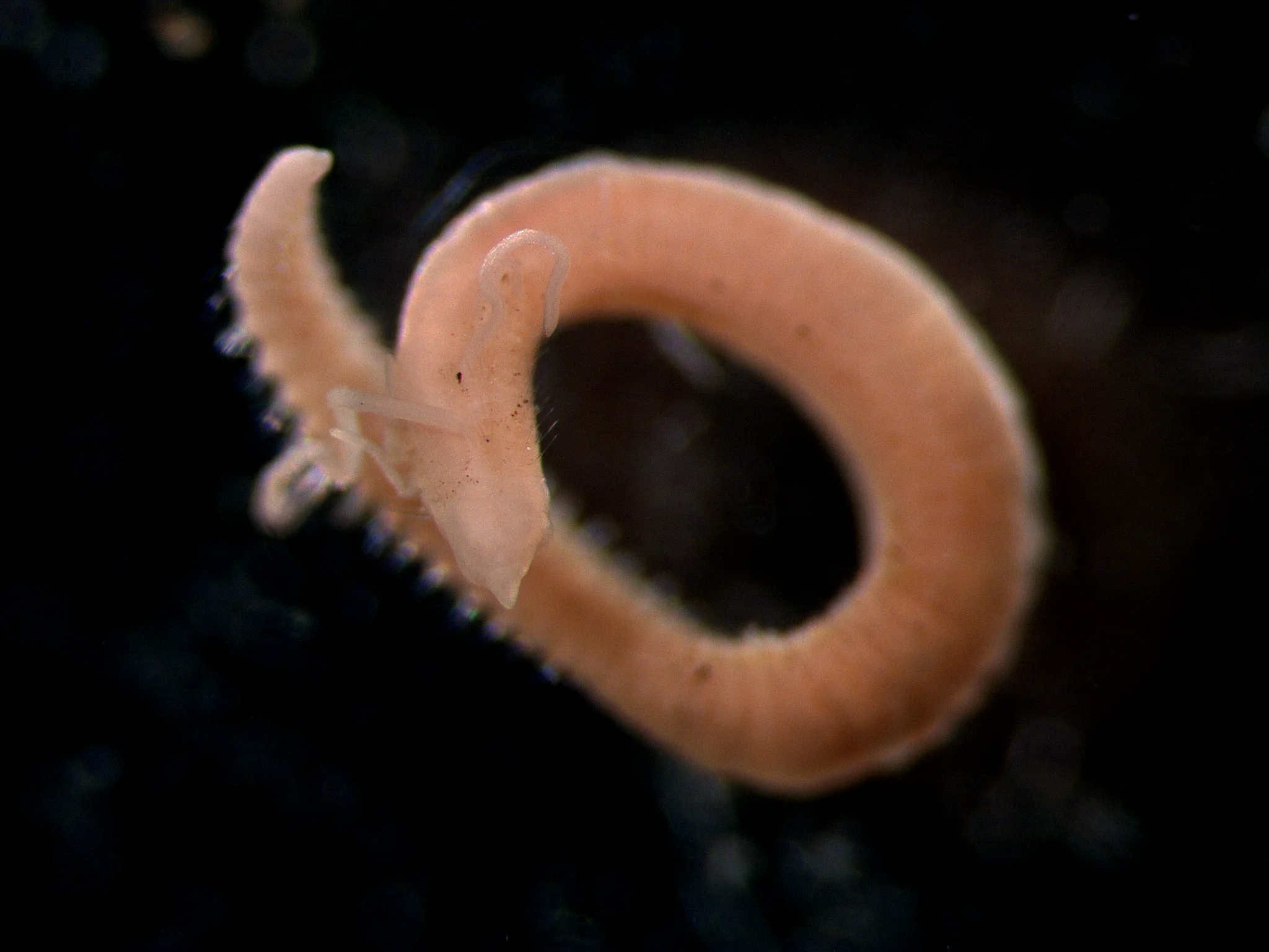 Chaetozone setosa