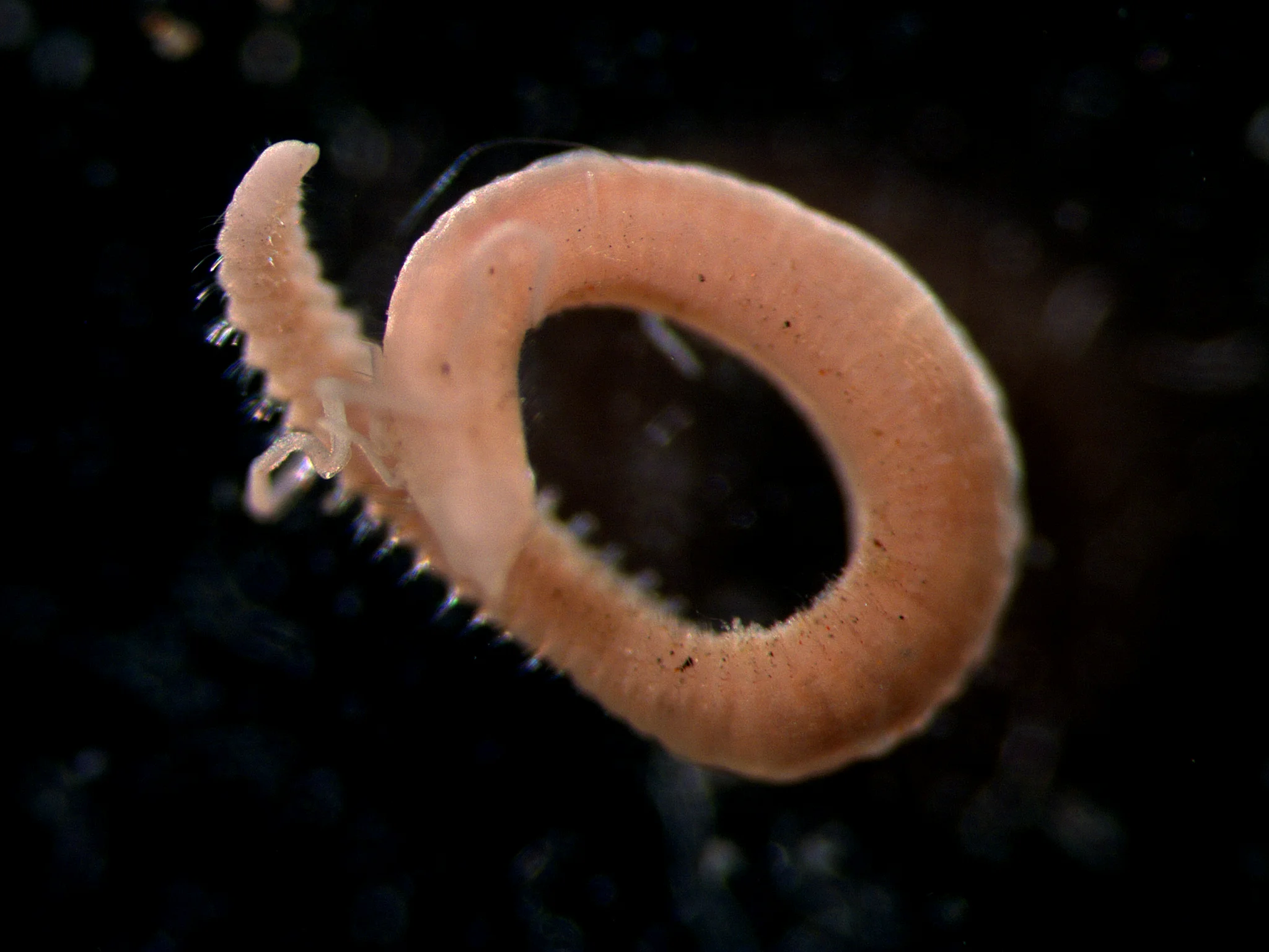 Chaetozone setosa
