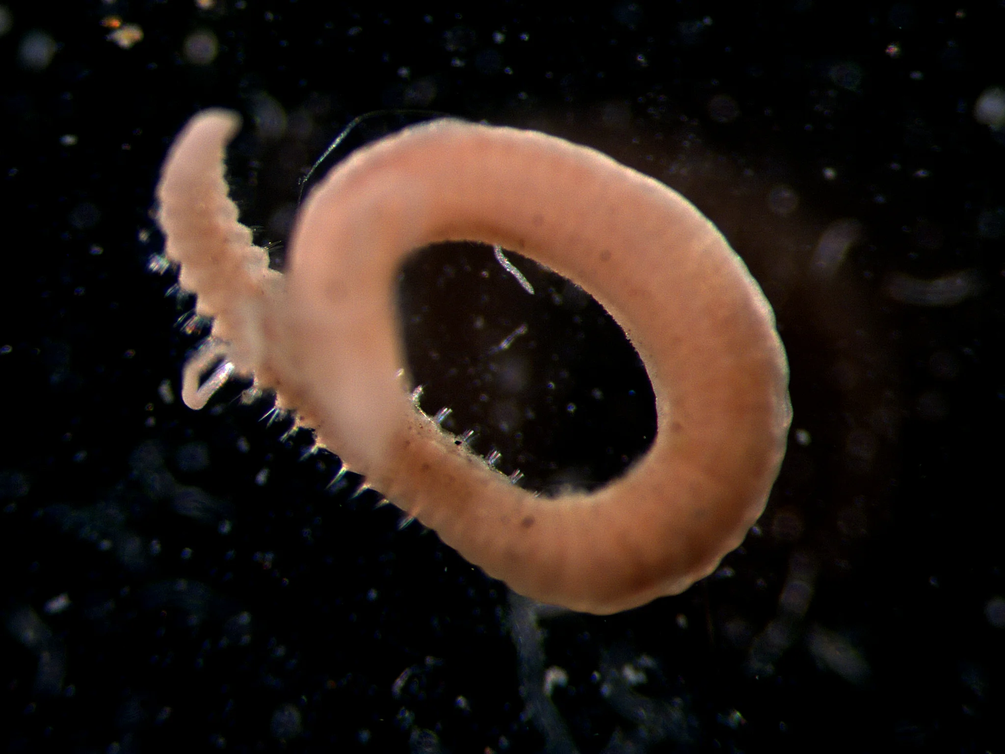 Chaetozone setosa