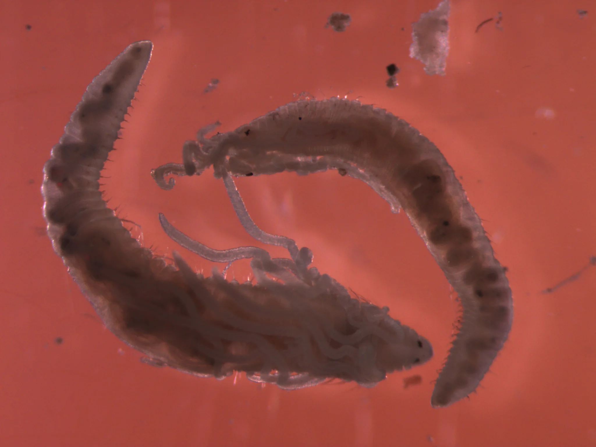 Cirratulus cirratus