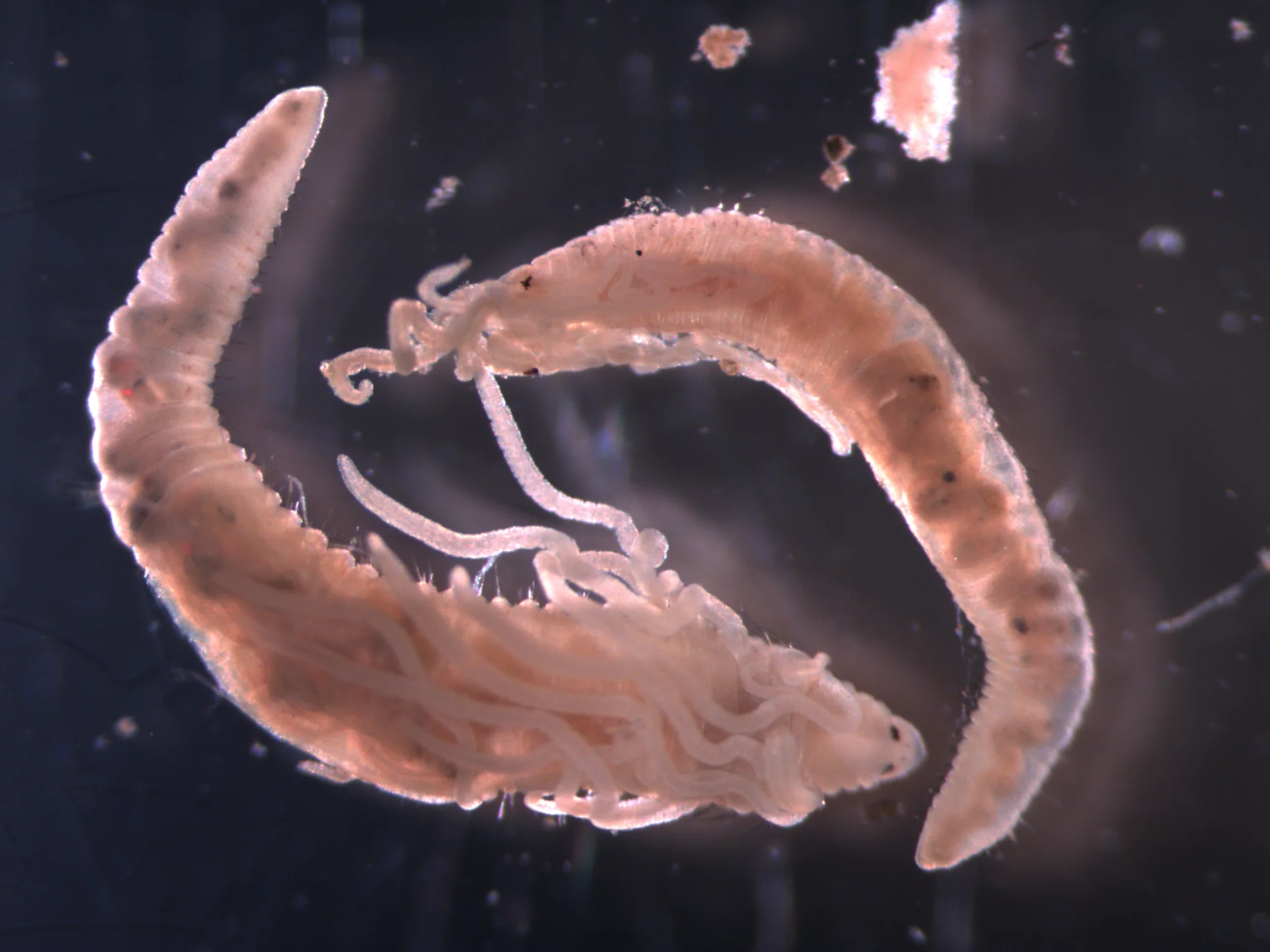 Cirratulus cirratus