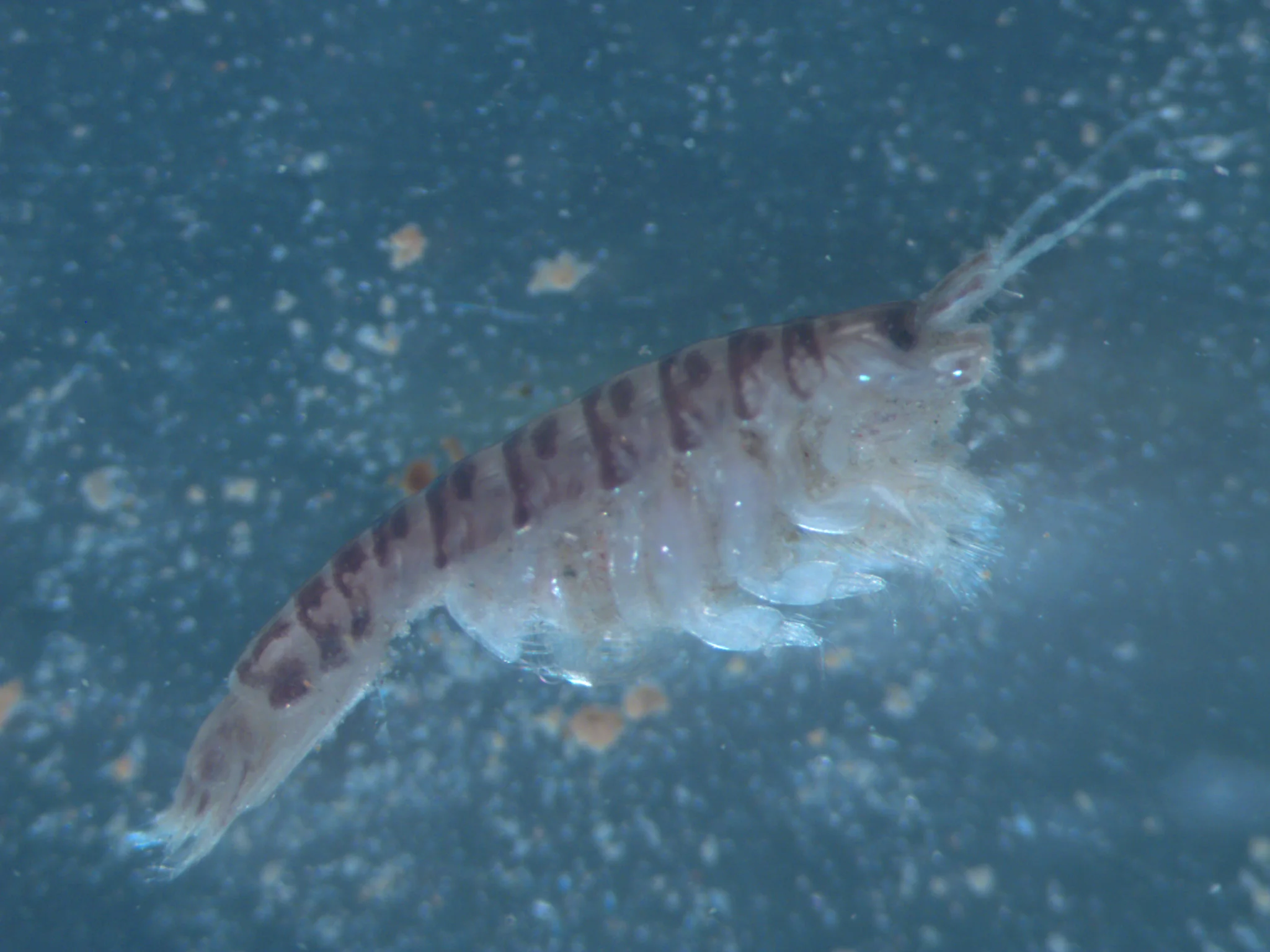 Corophium bonnellii