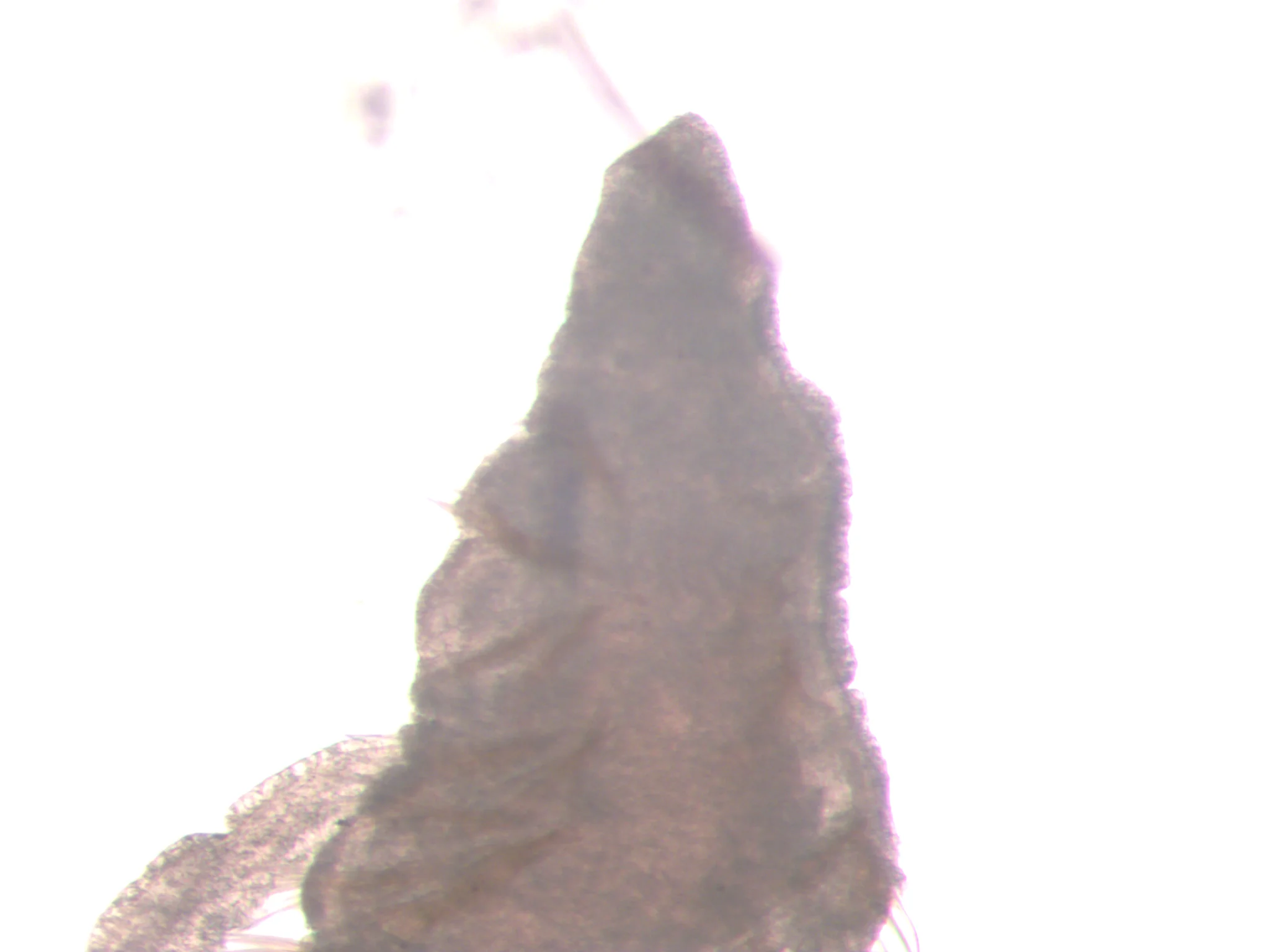 Cossura longocirrata