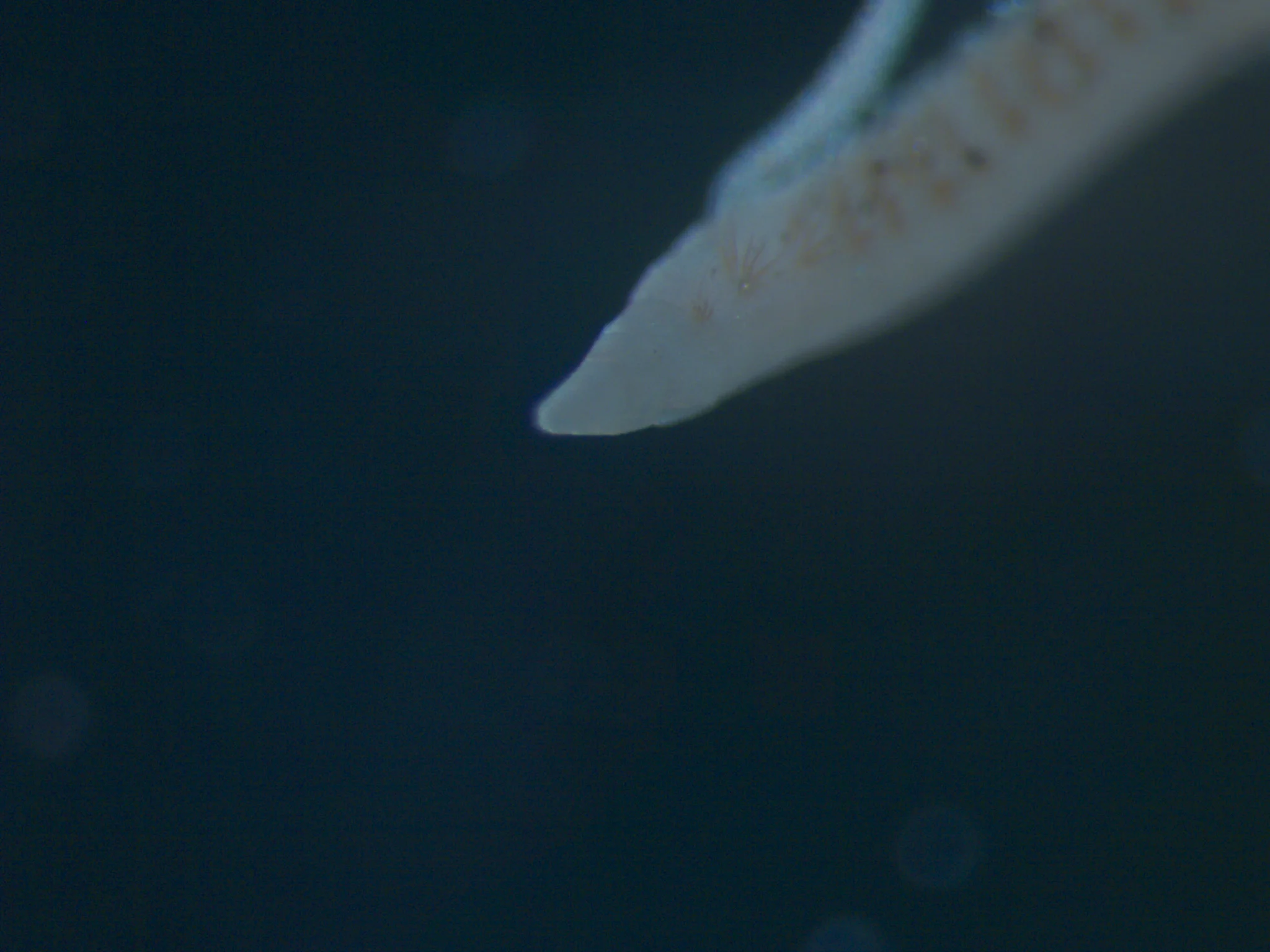 Cossura longocirrata
