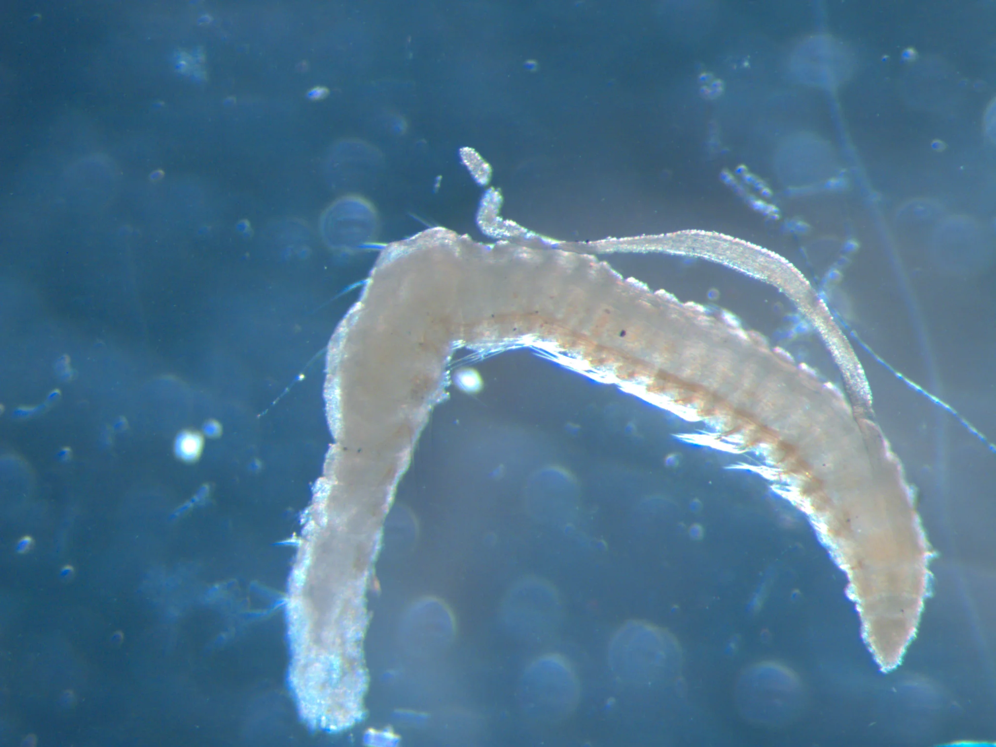 Cossura longocirrata