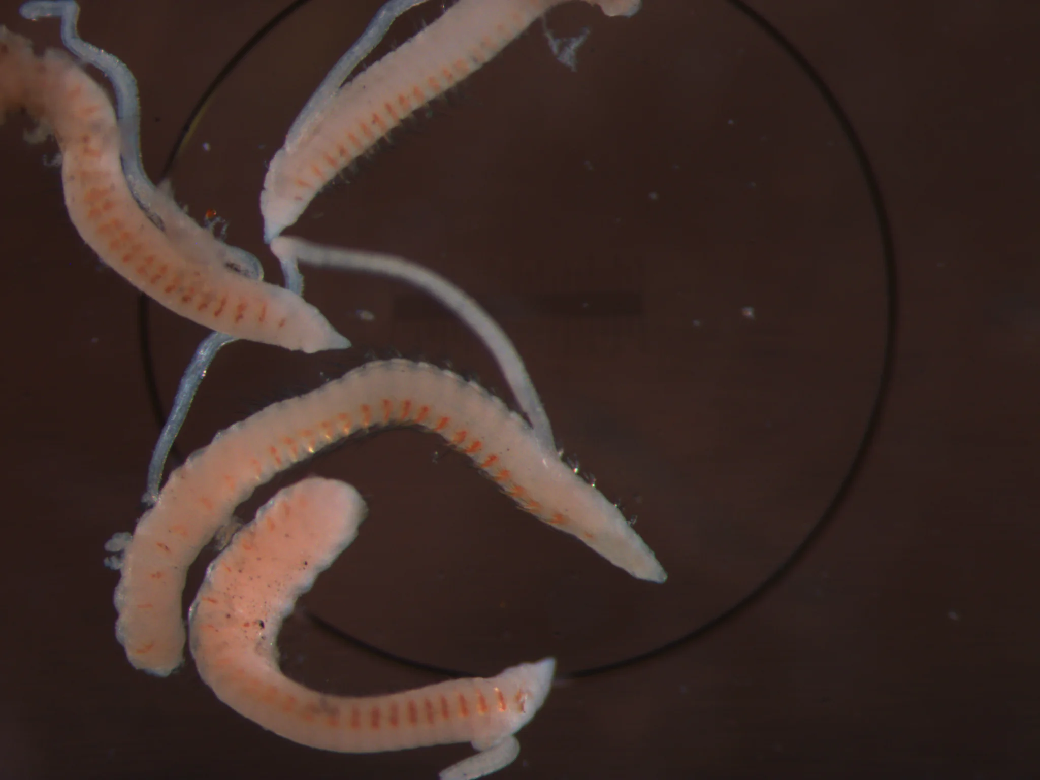 Cossura pygodactylata