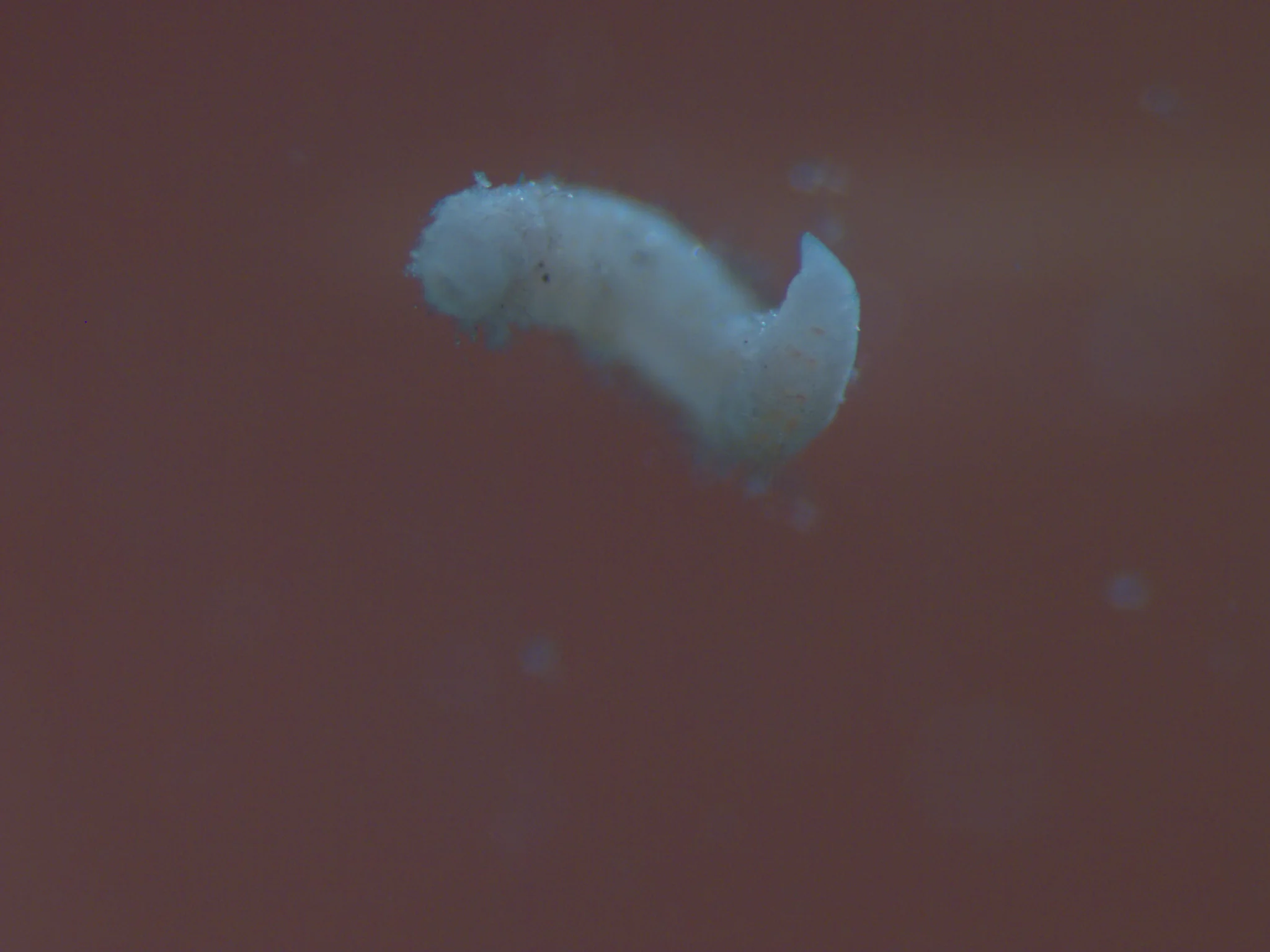 Cossura pygodactylata