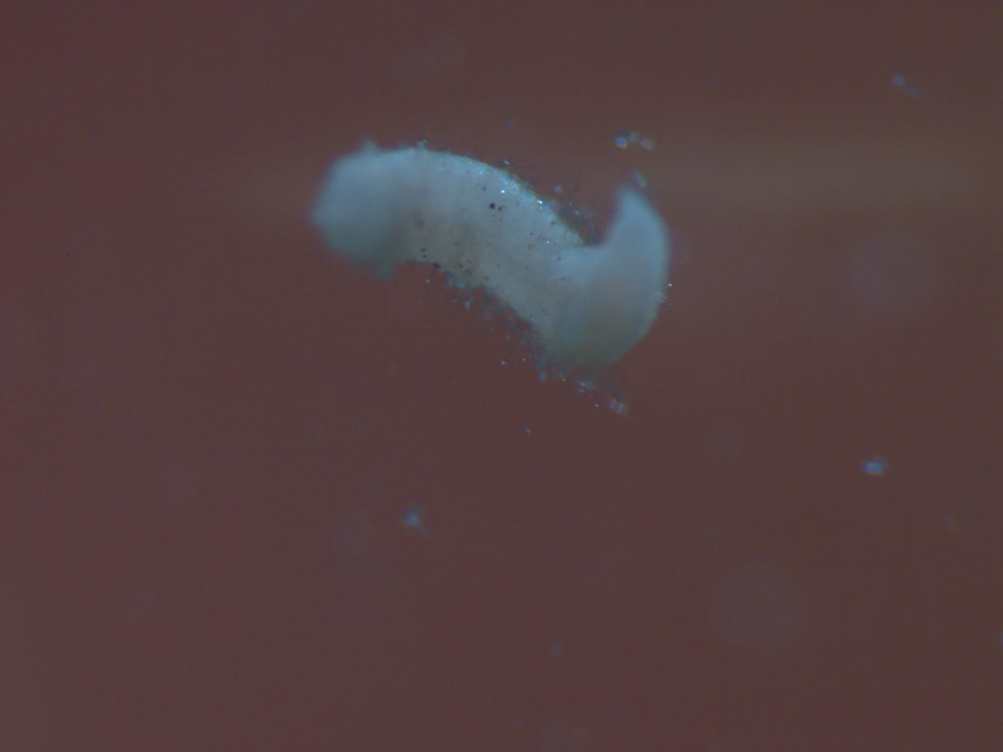 Cossura pygodactylata