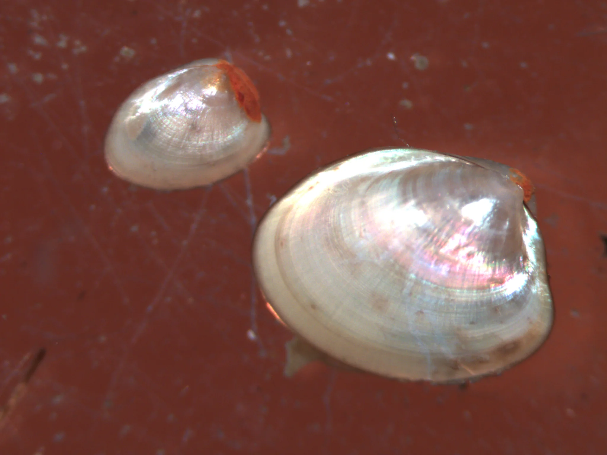 Ennucula tenuis