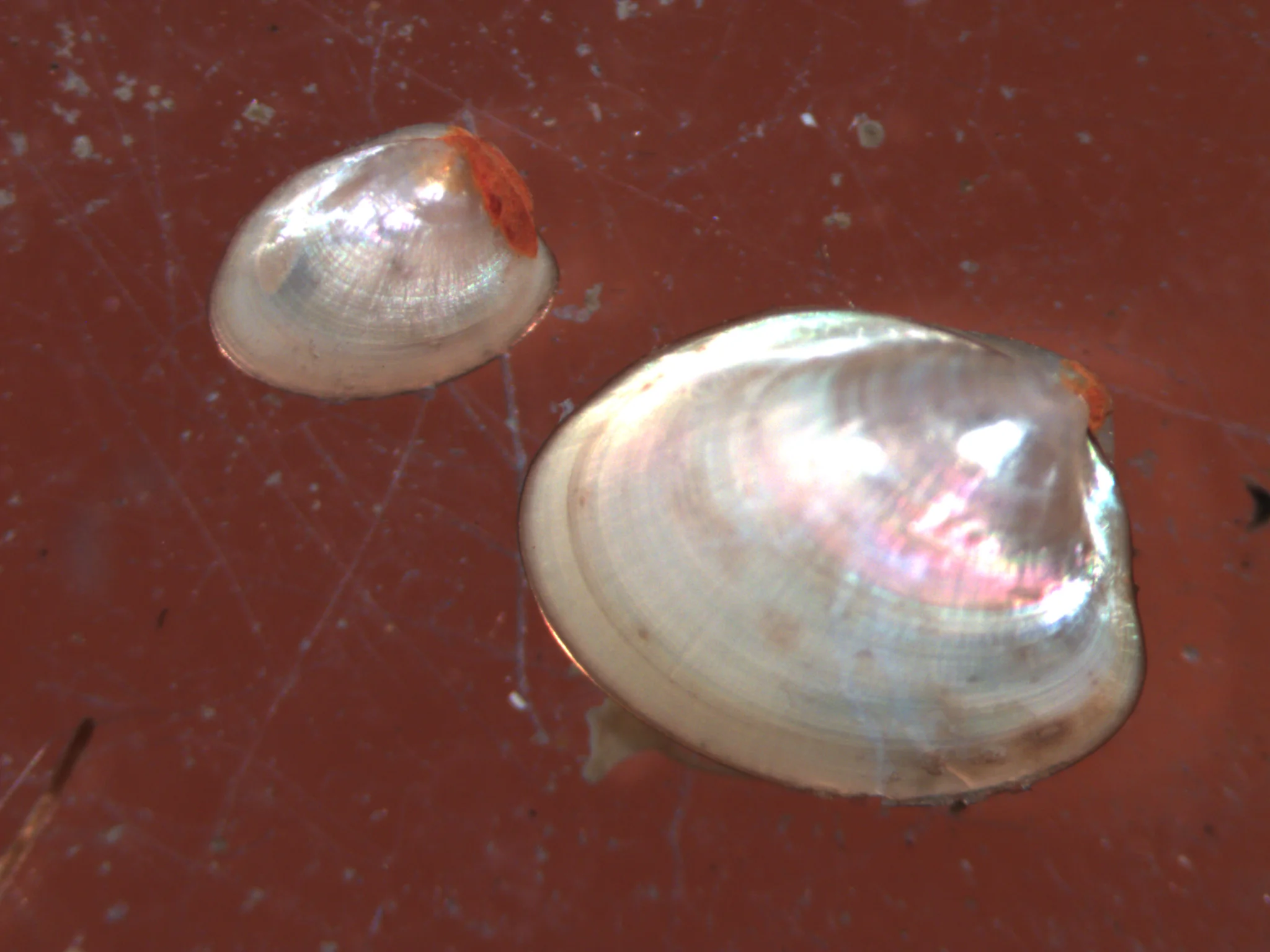 Ennucula tenuis