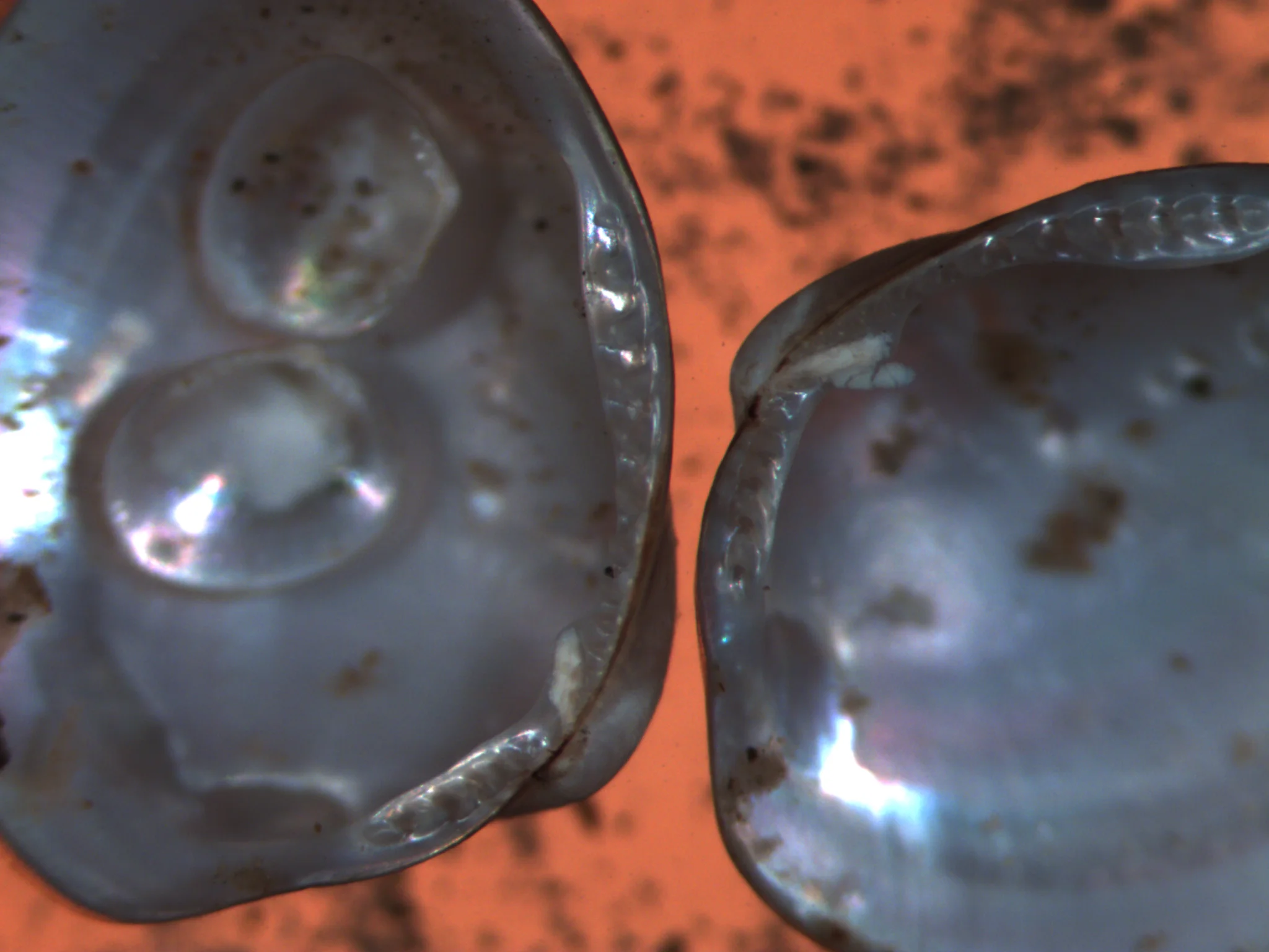 Ennucula tenuis