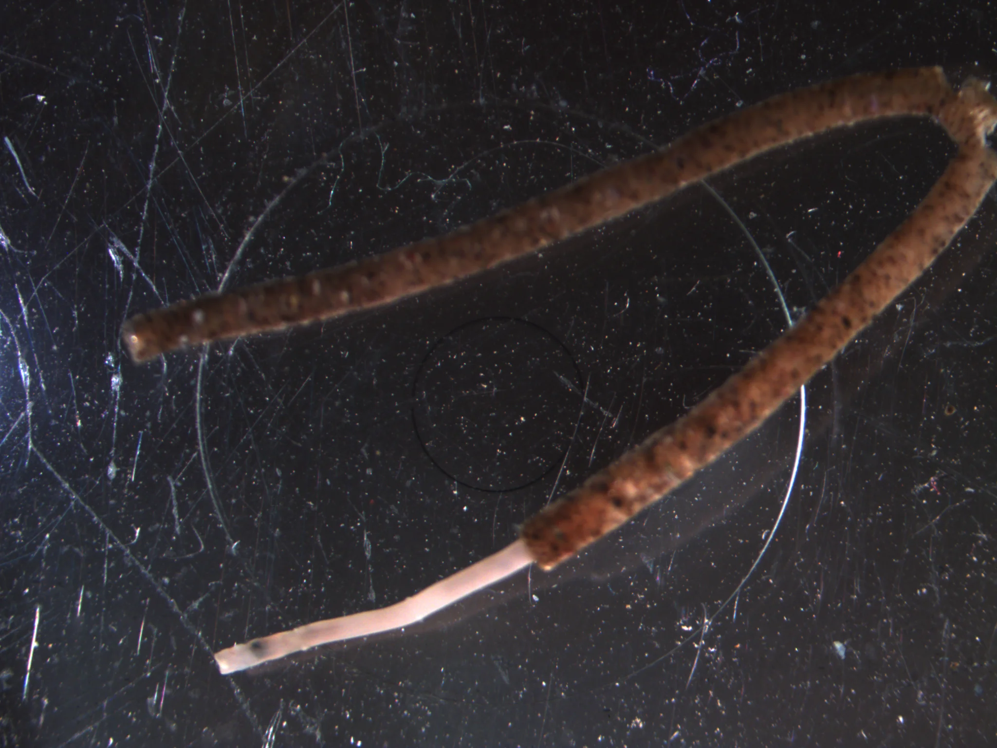 Galathowenia oculata