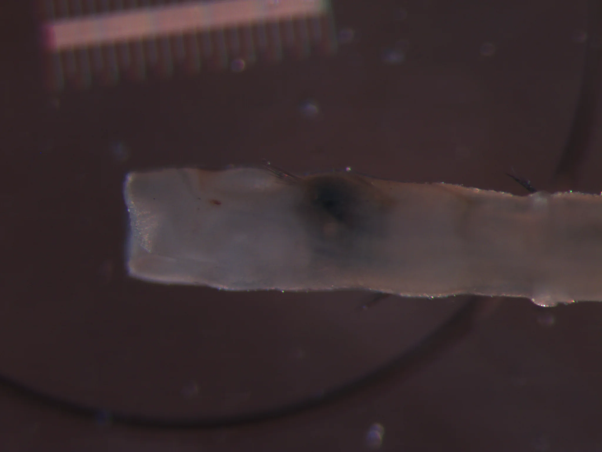 Galathowenia oculata