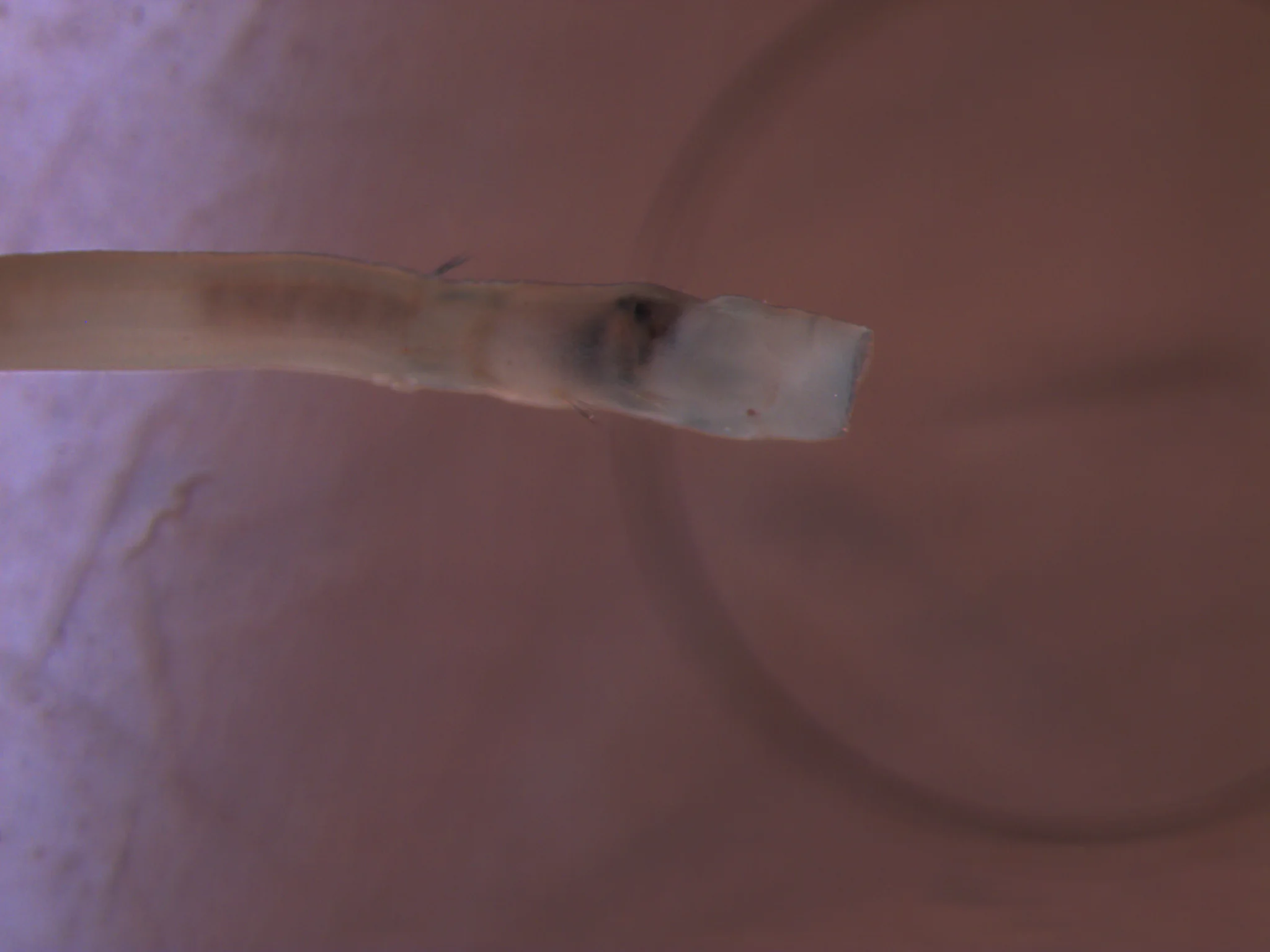 Galathowenia oculata