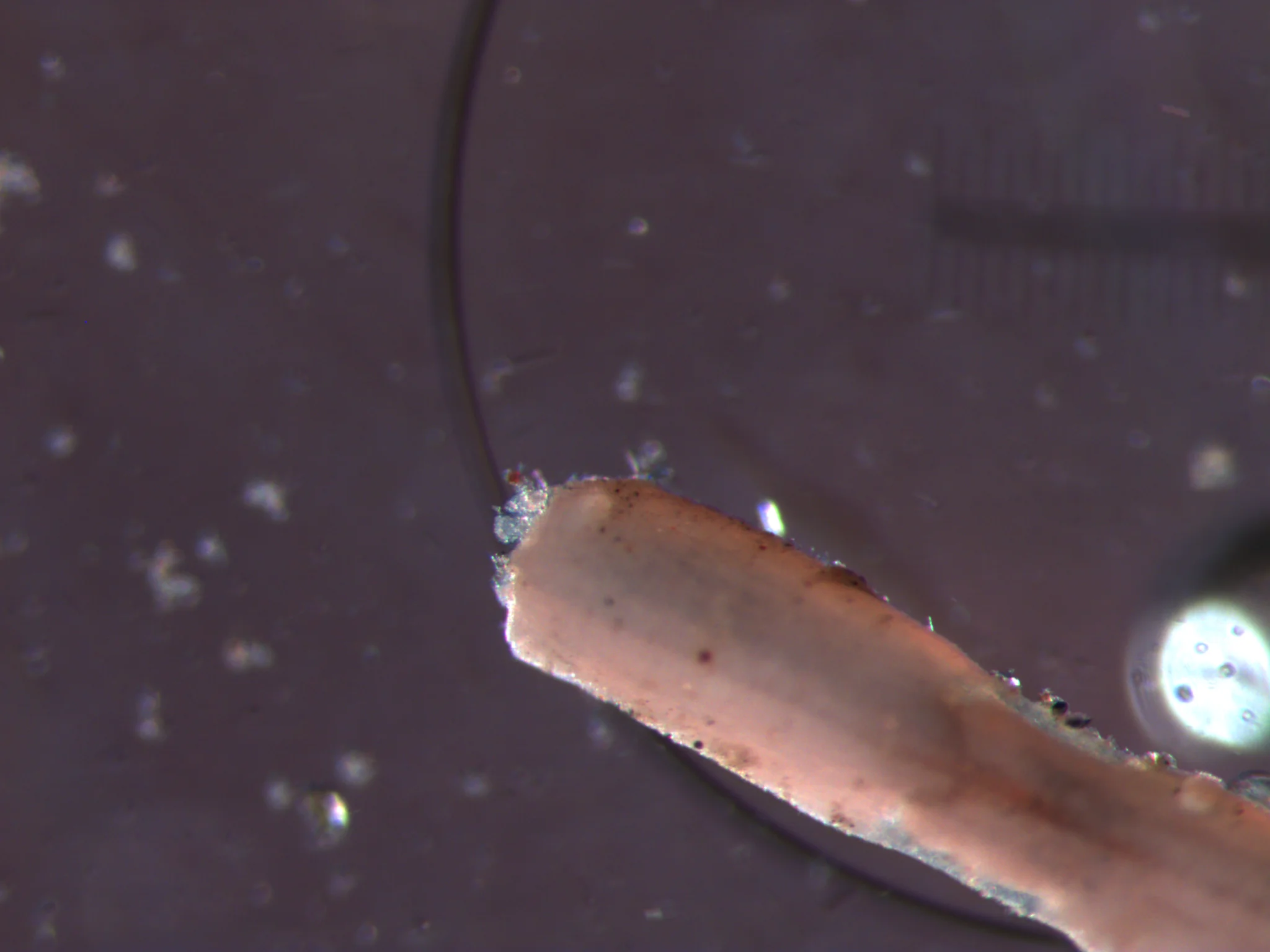 Galathowenia oculata