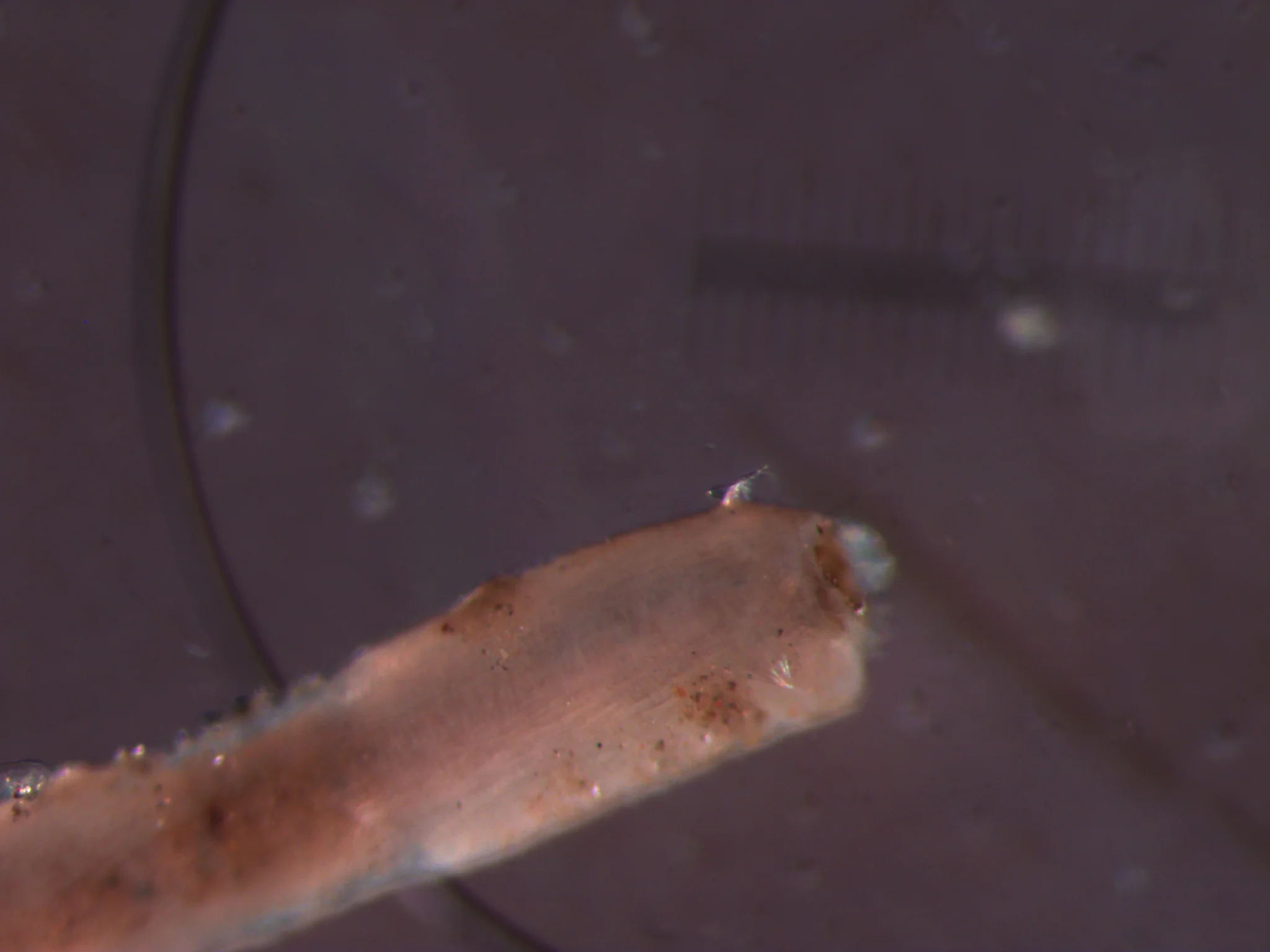 Galathowenia oculata