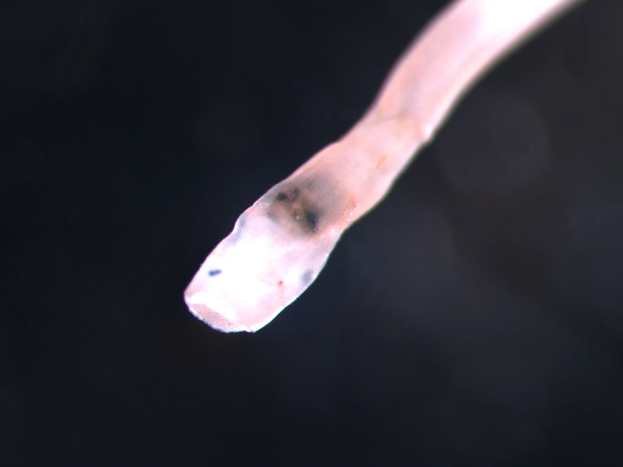 Galathowenia oculata