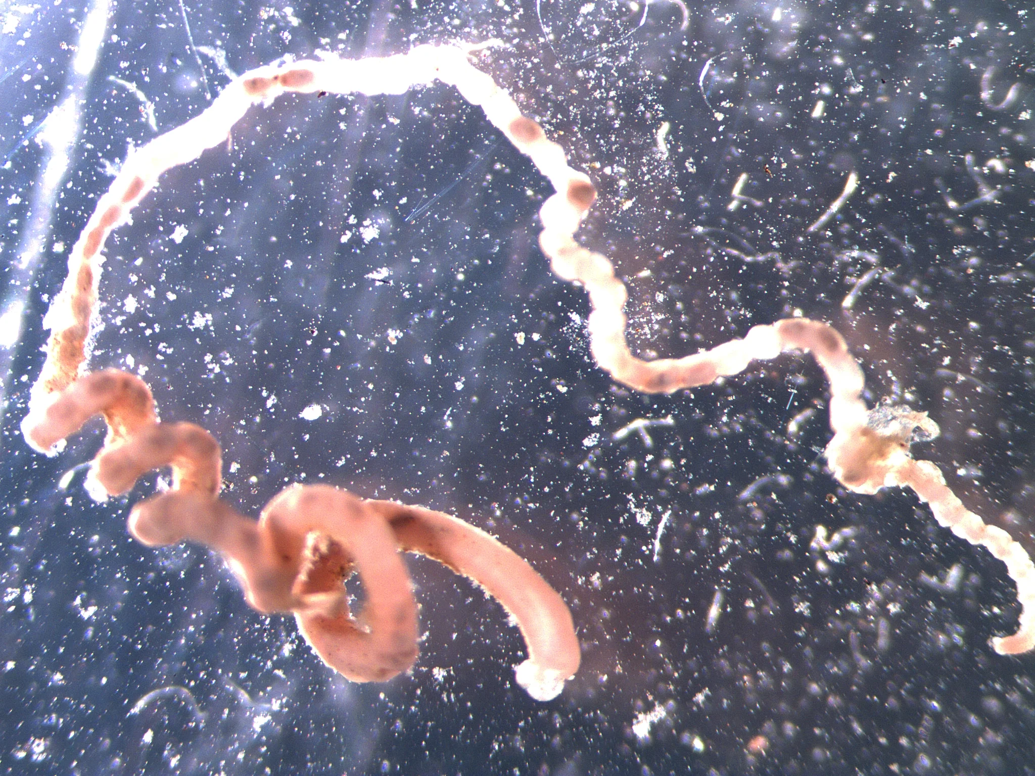 Heteromastus filiformis