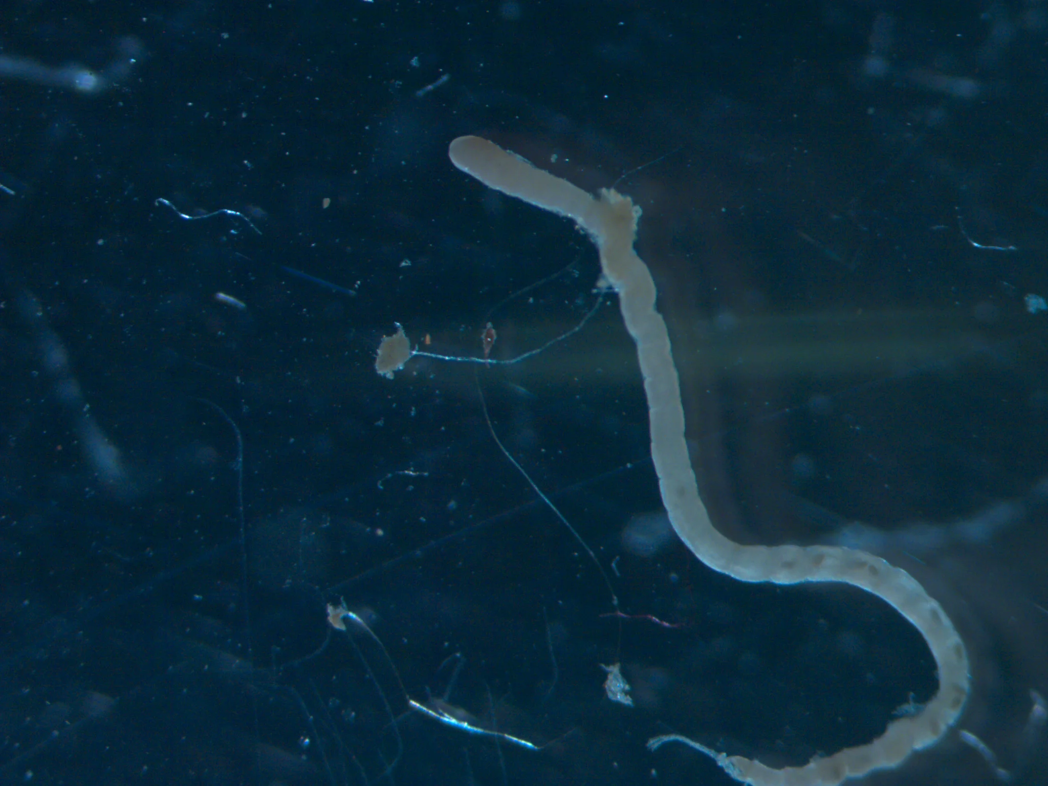 Heteromastus filiformis