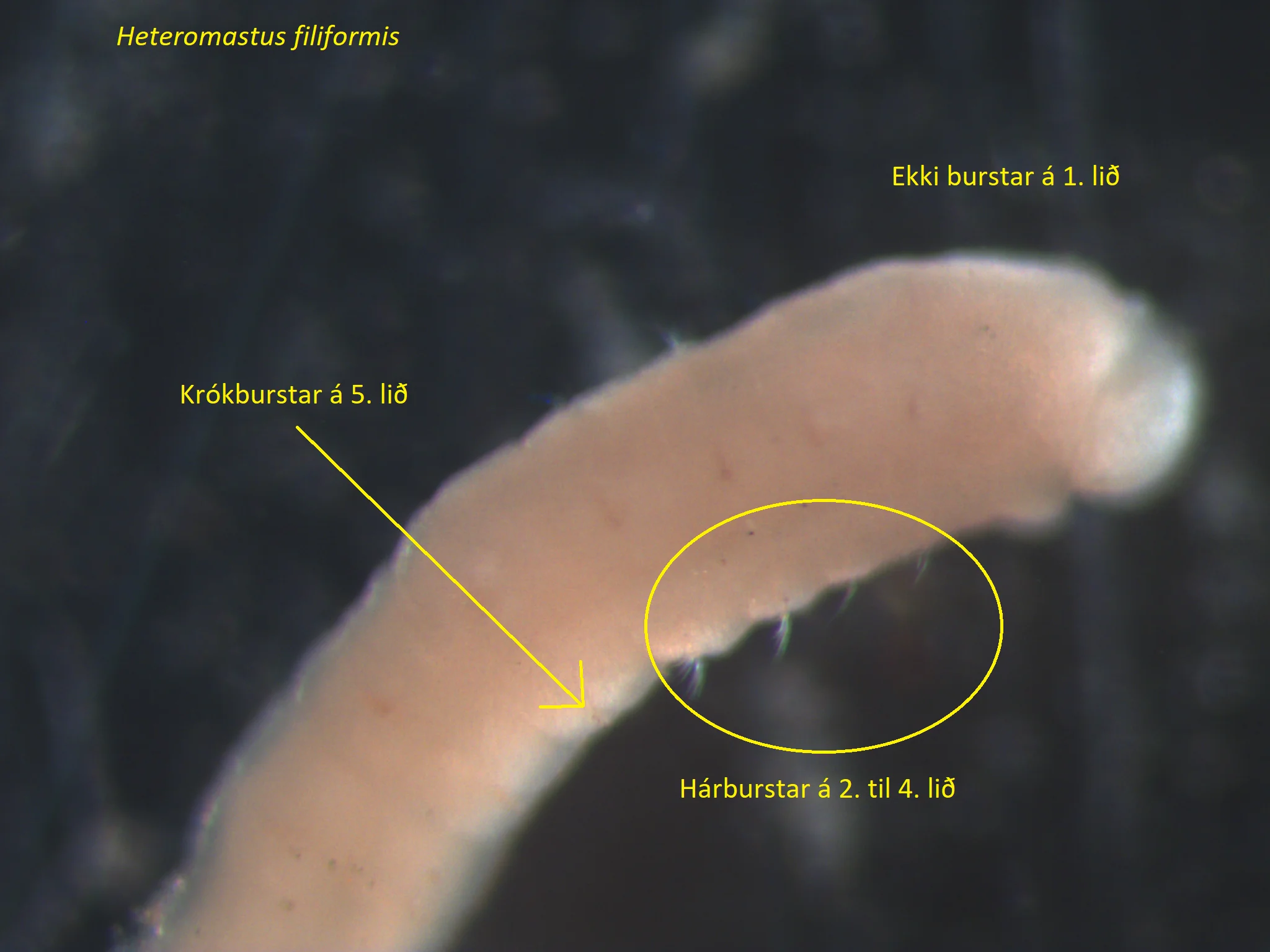 Heteromastus filiformis